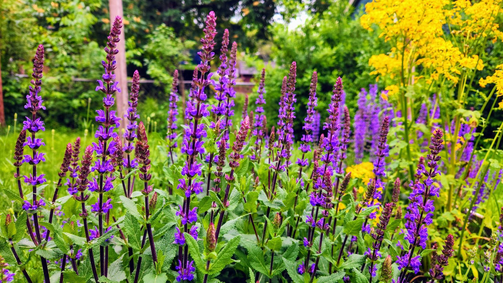 1600x900 How to winterize salvias: expert steps to protect plants. Homes and Gardens