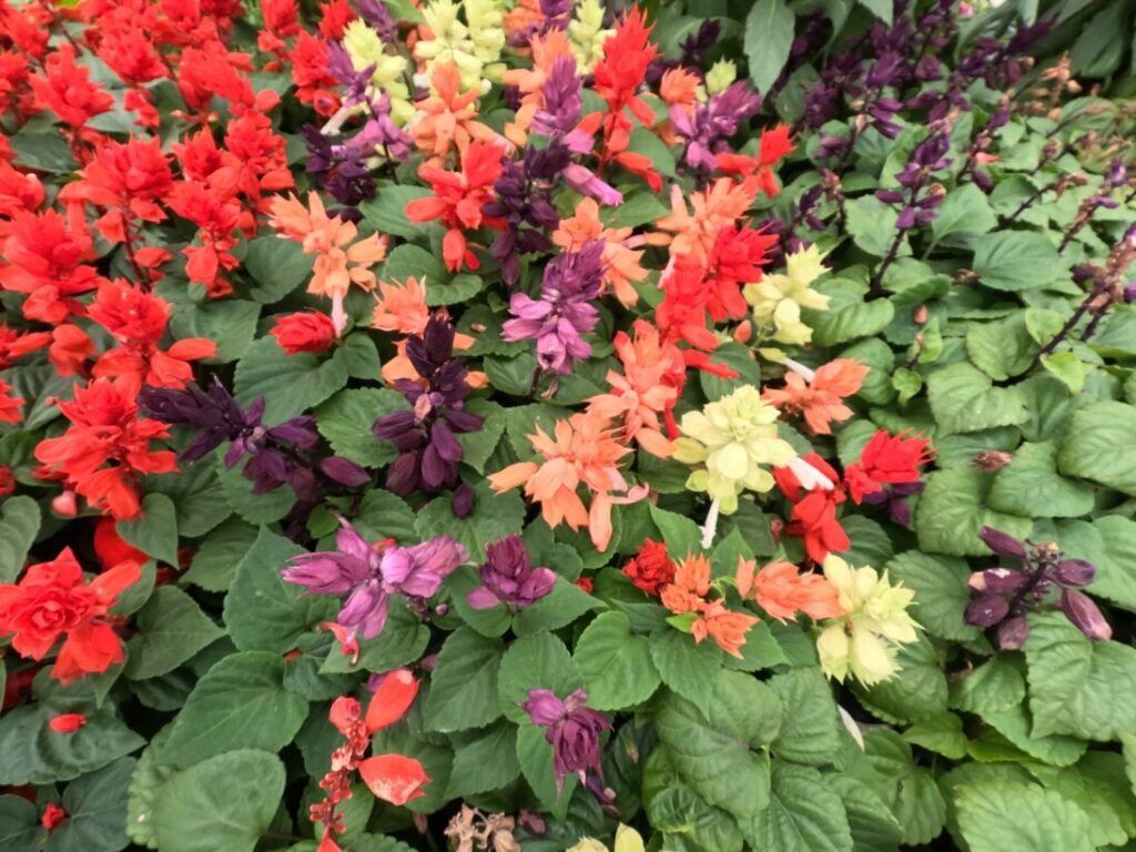 1024x768 Salvia Perennial Flowers Greenhouses Inc