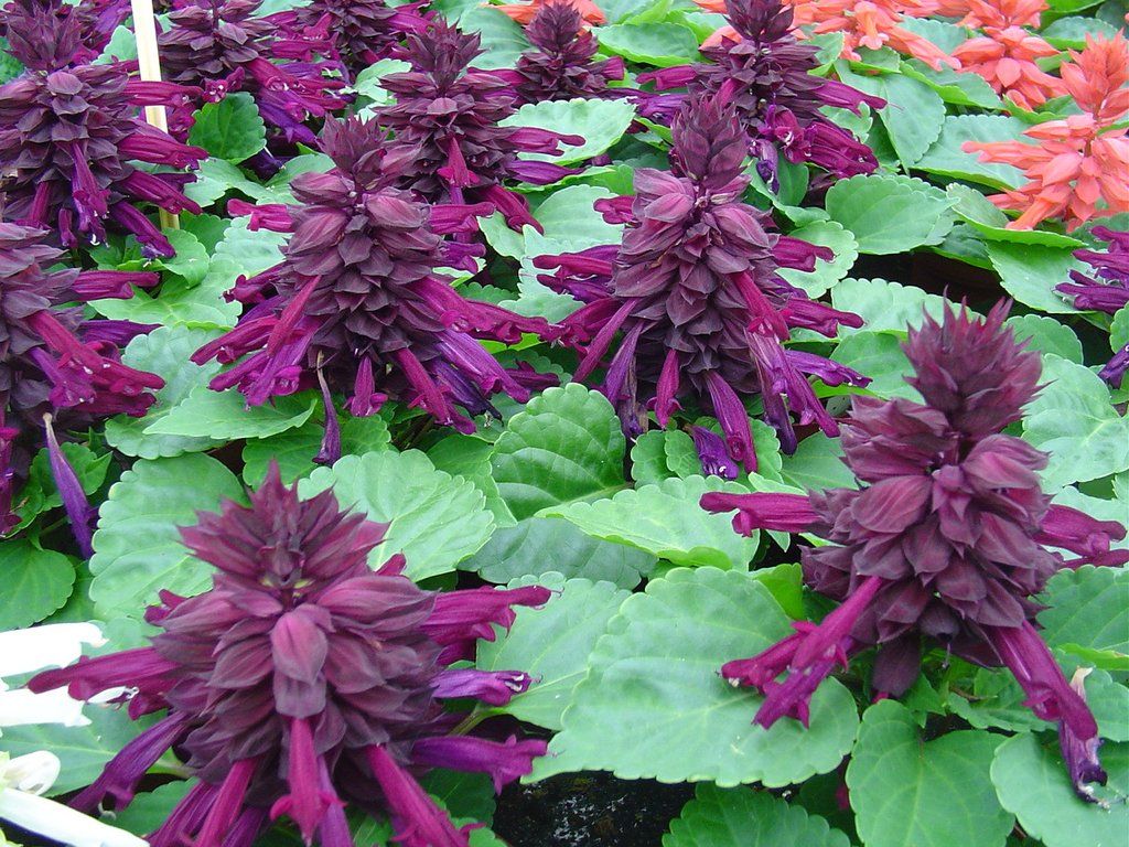 1024x768 Salvia Reddy Purple 25 thru 500 Salvia Seeds Bulk Seeds