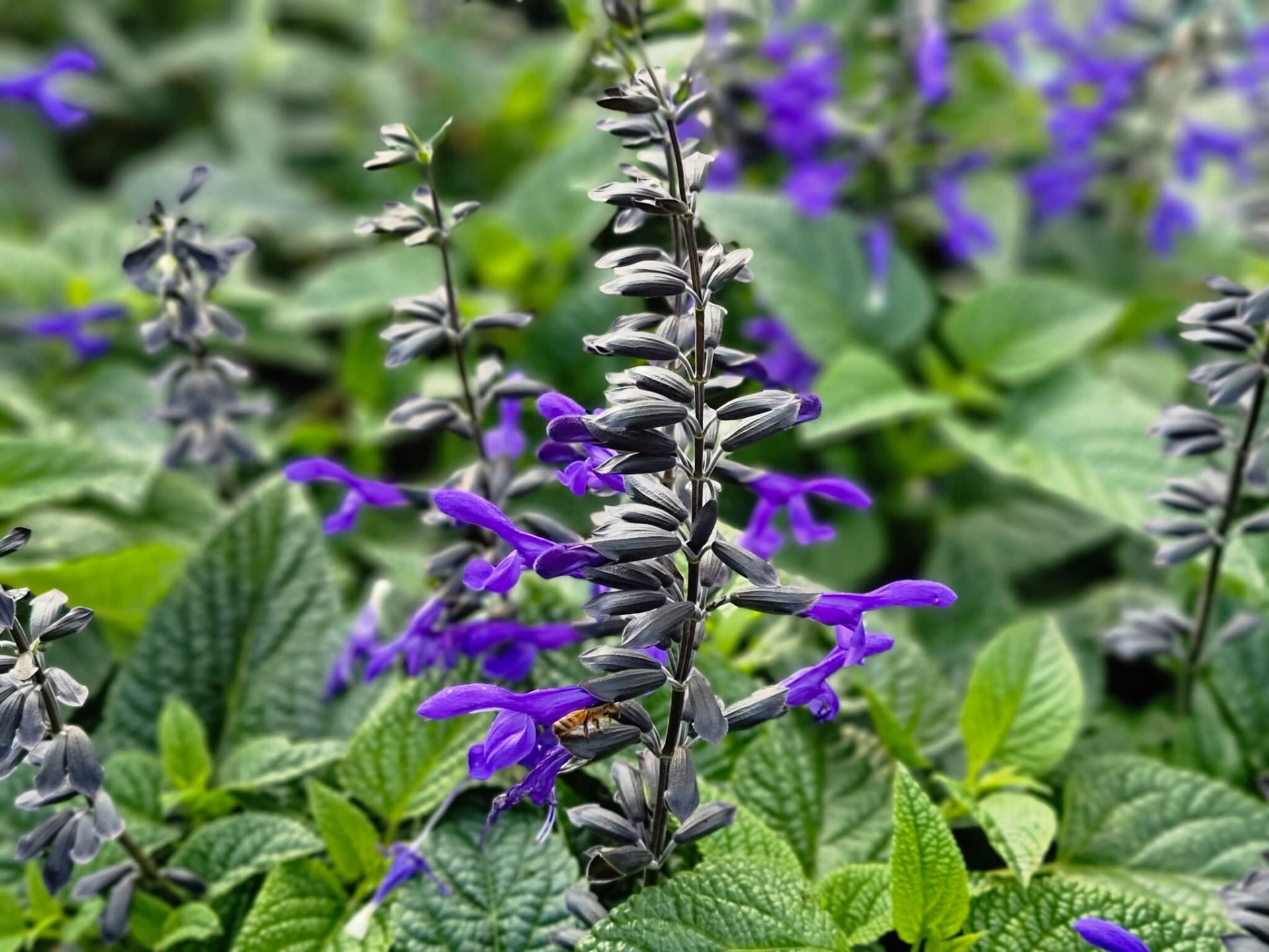 1920x1440 Salvia guaranitica Black And Bloom SalguaBABlo Blue Anise Sage, Brazil