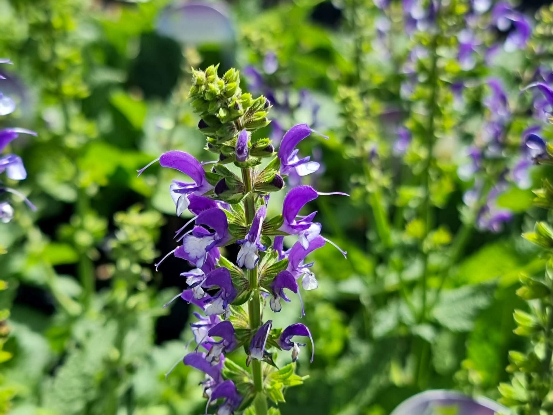 1920x1440 Salvia nemorosa Azure Snow SalnemAS Woodland Sage, Balkan Clary 140mm