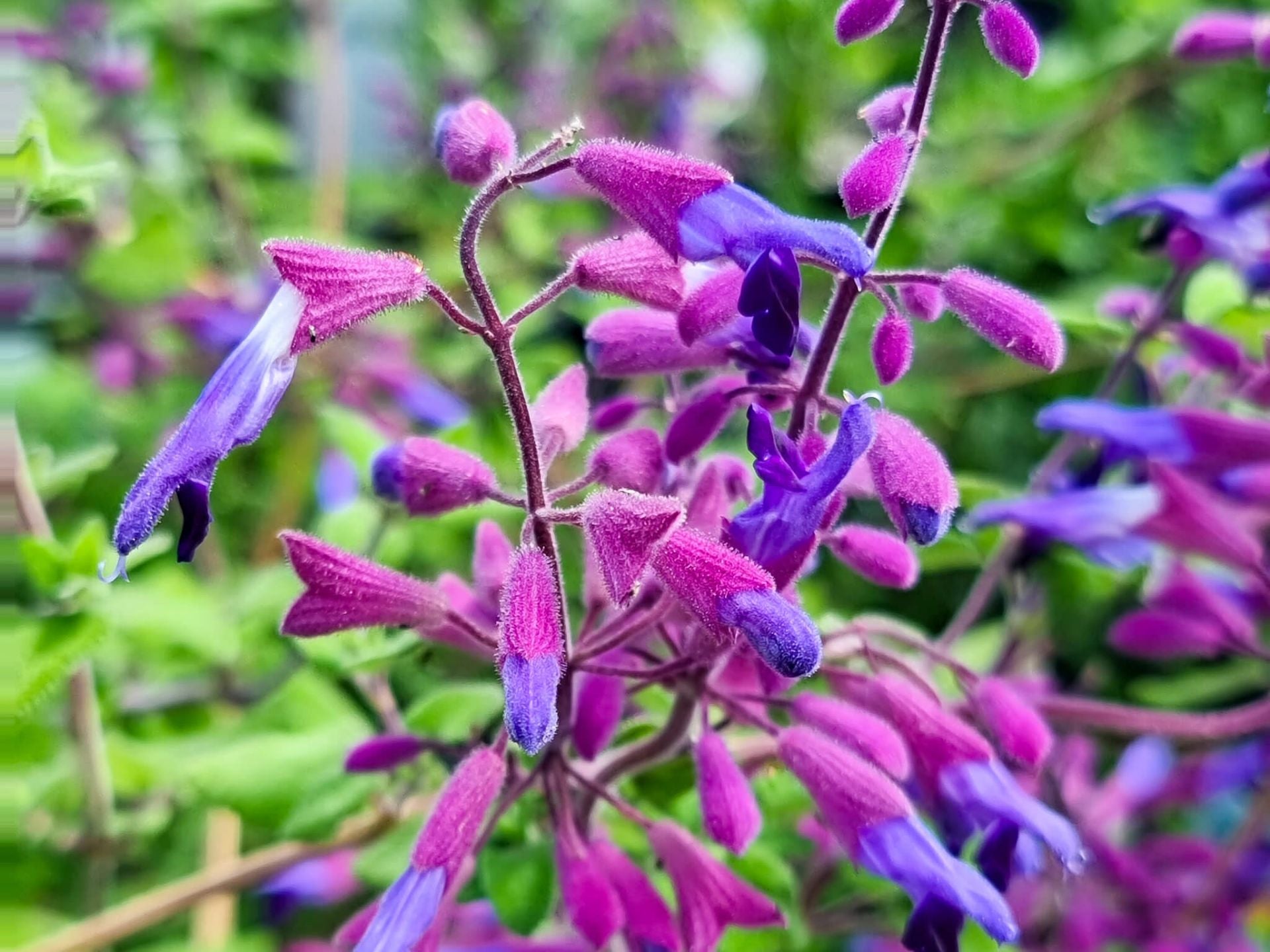 1920x1440 Salvia semiatrata Salsem Pine Mountain Sage 140mm