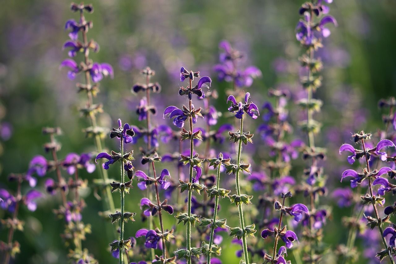 1280x853 Meadow Sage Salvia Pratensis