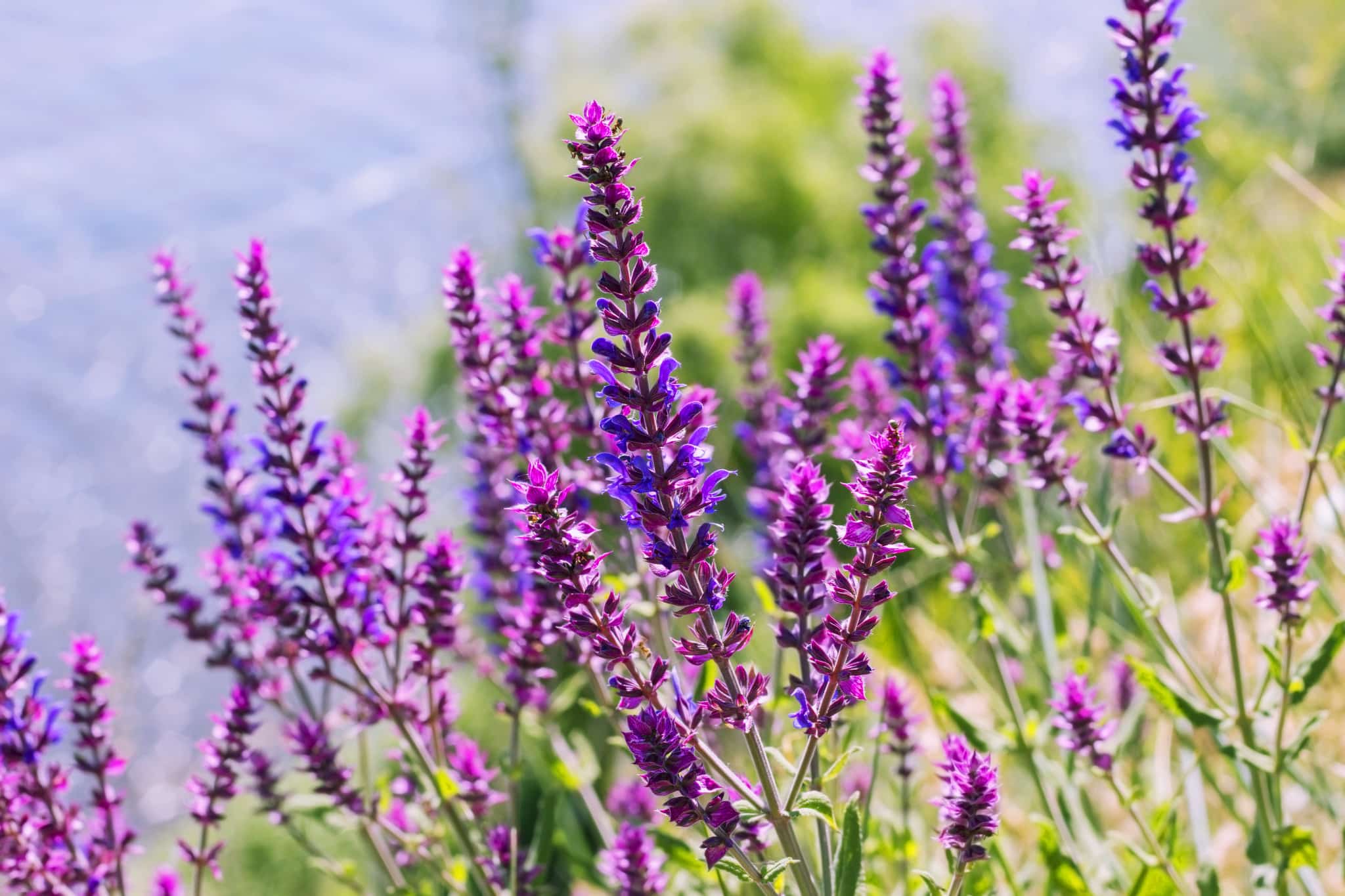 2048x1365 A guide to growing salvias in the garden