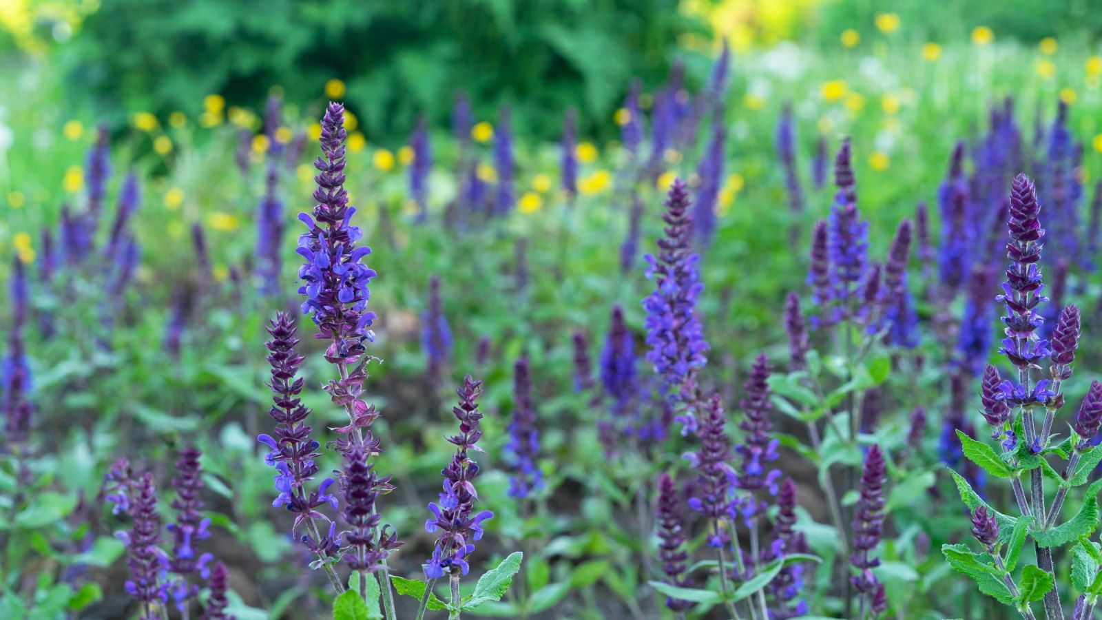 1600x900 When and How to Divide Salvias for New Plants for Free. Homes and Gardens