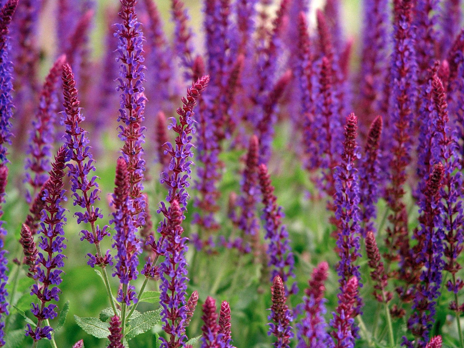 1600x1200 Essential Salvia Varieties For Beds, Borders, Pots And Pollinators. Gardening Know How