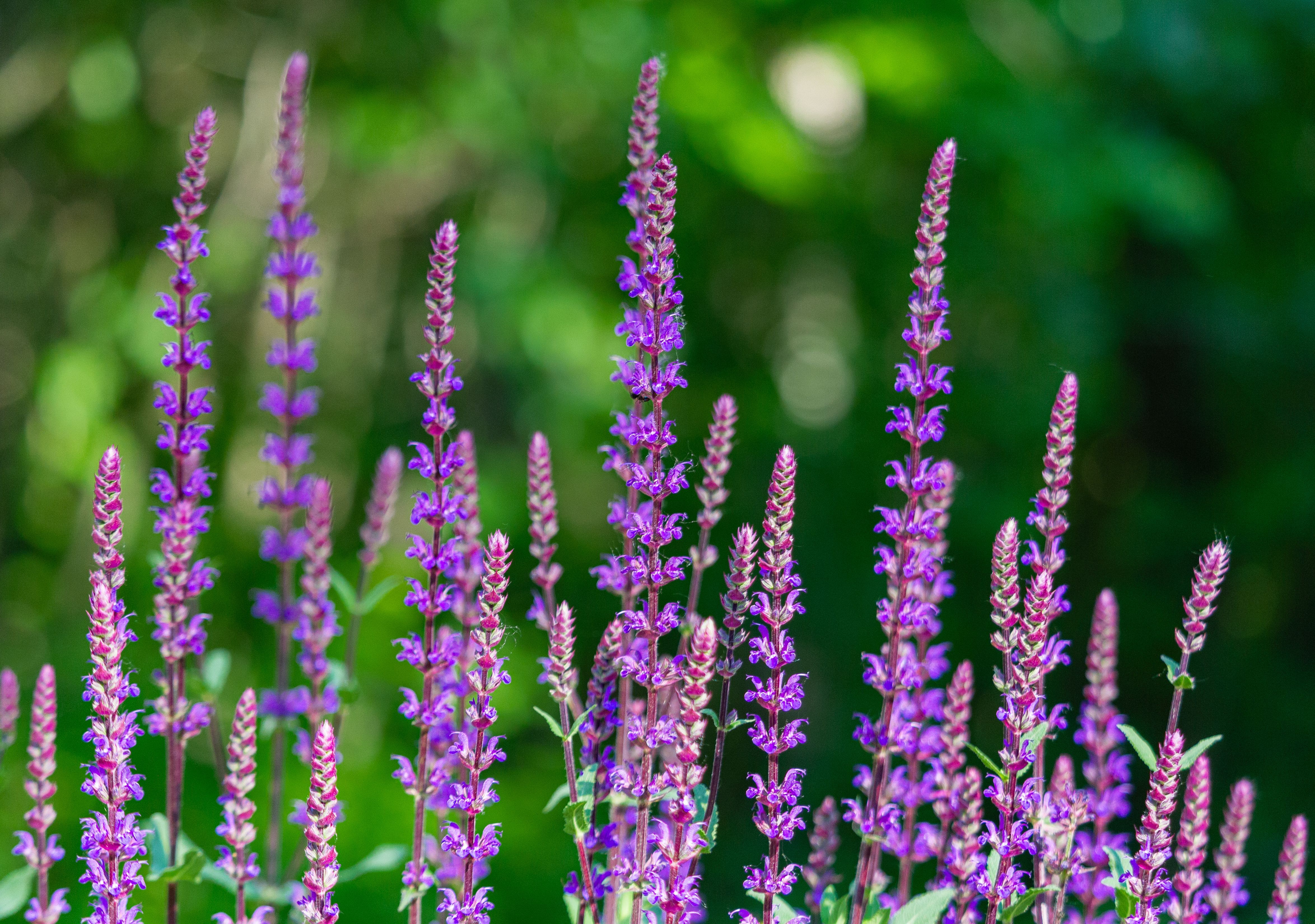 4696x3302 Clary Sage Photo, Download The BEST Free Clary Sage & HD Image