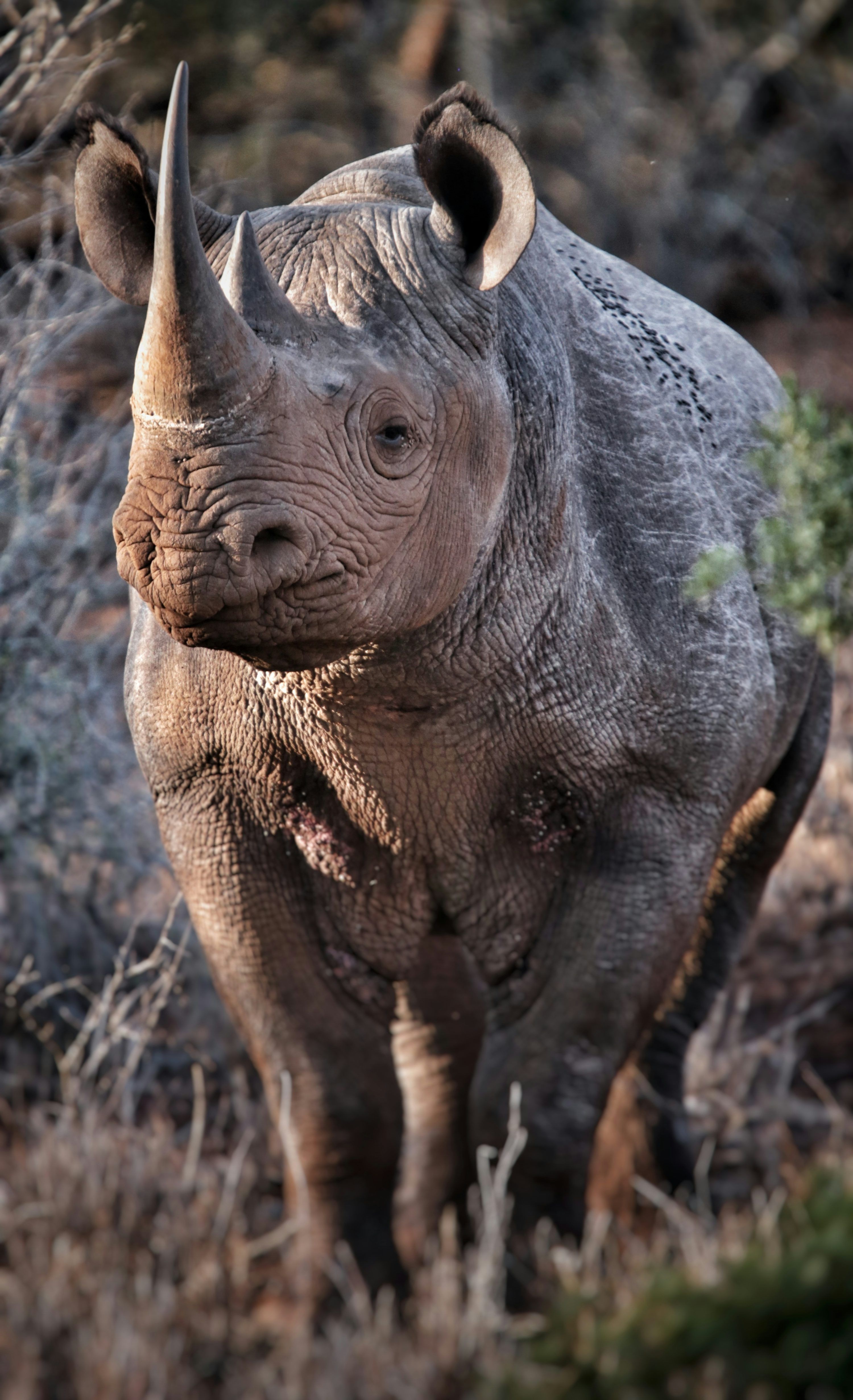 3000x4922 Black Rhino Picture. Download Free Image