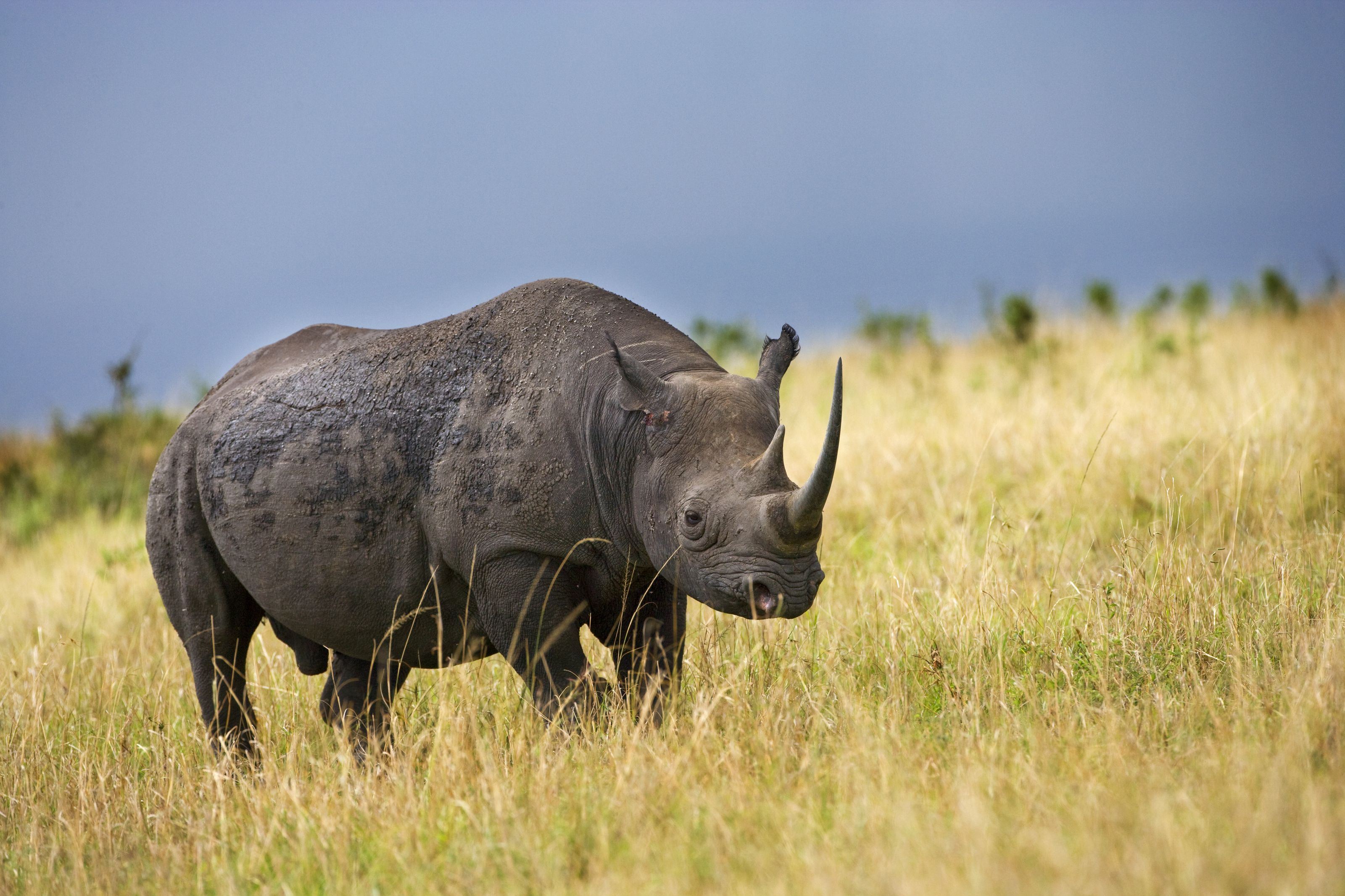 3200x2133 Black Rhino Wall Mural