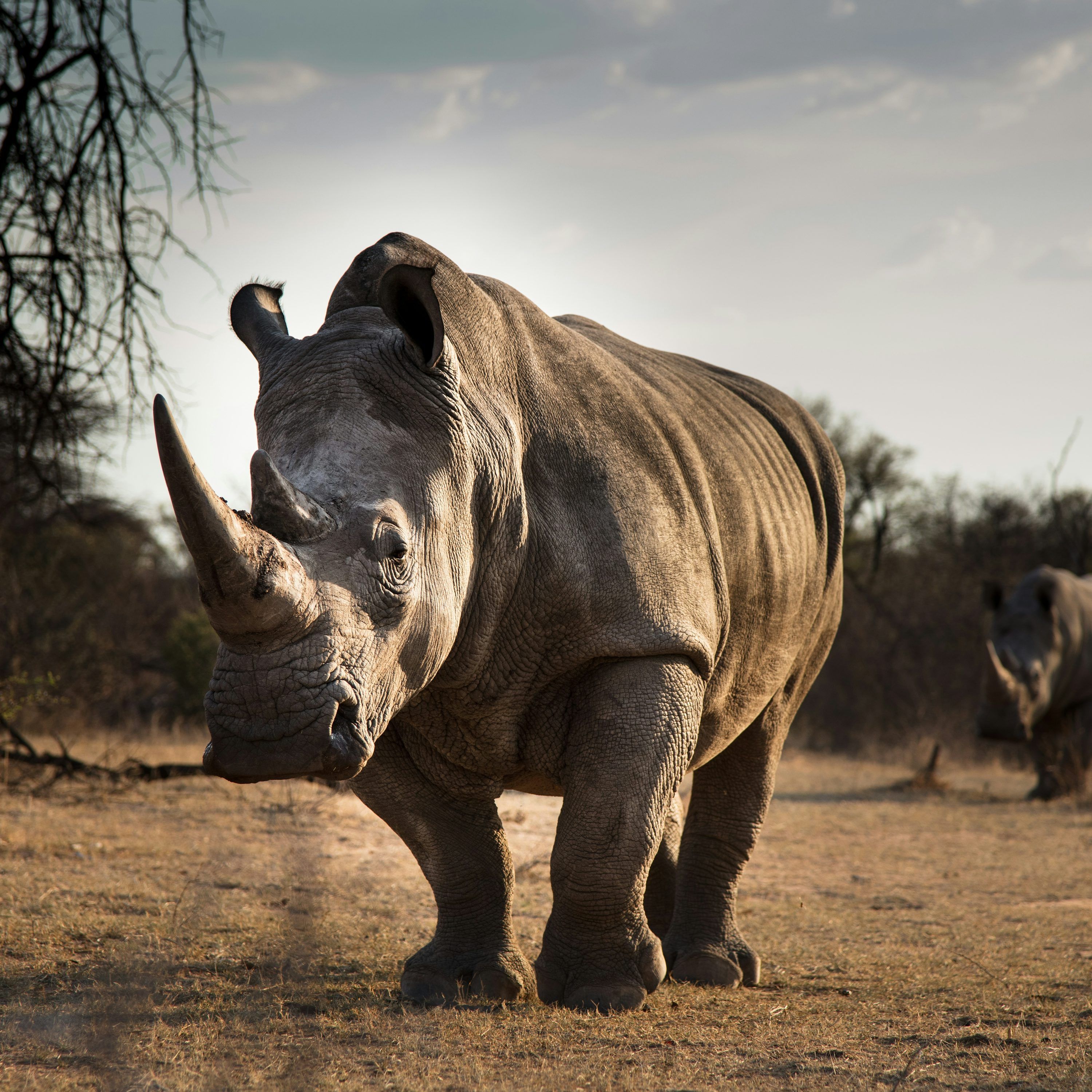 3000x3000 Rhino Picture [HD]. Download Free Image