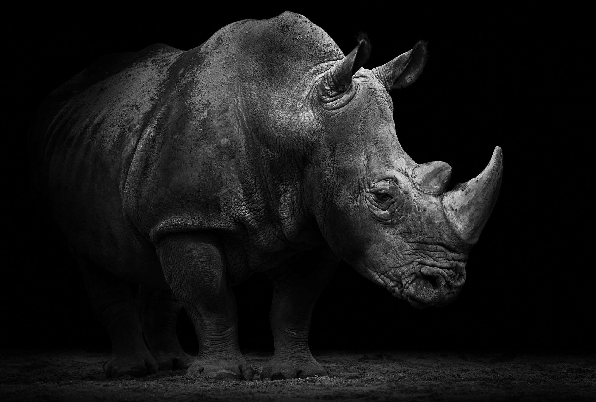 2000x1350 Photo wallpaper Rhino against a black background