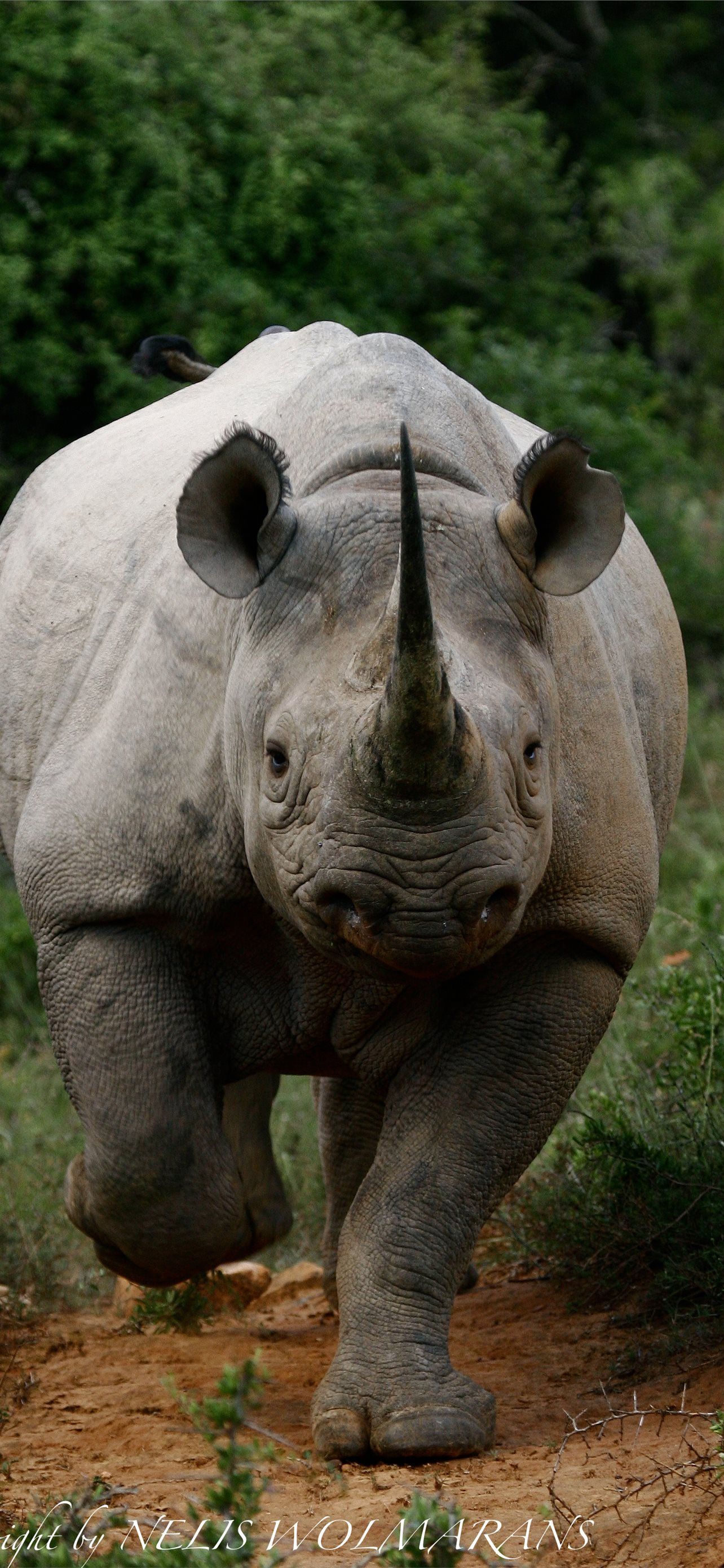 1284x2778 black rhinoceros iPhone Wallpaper Free Download