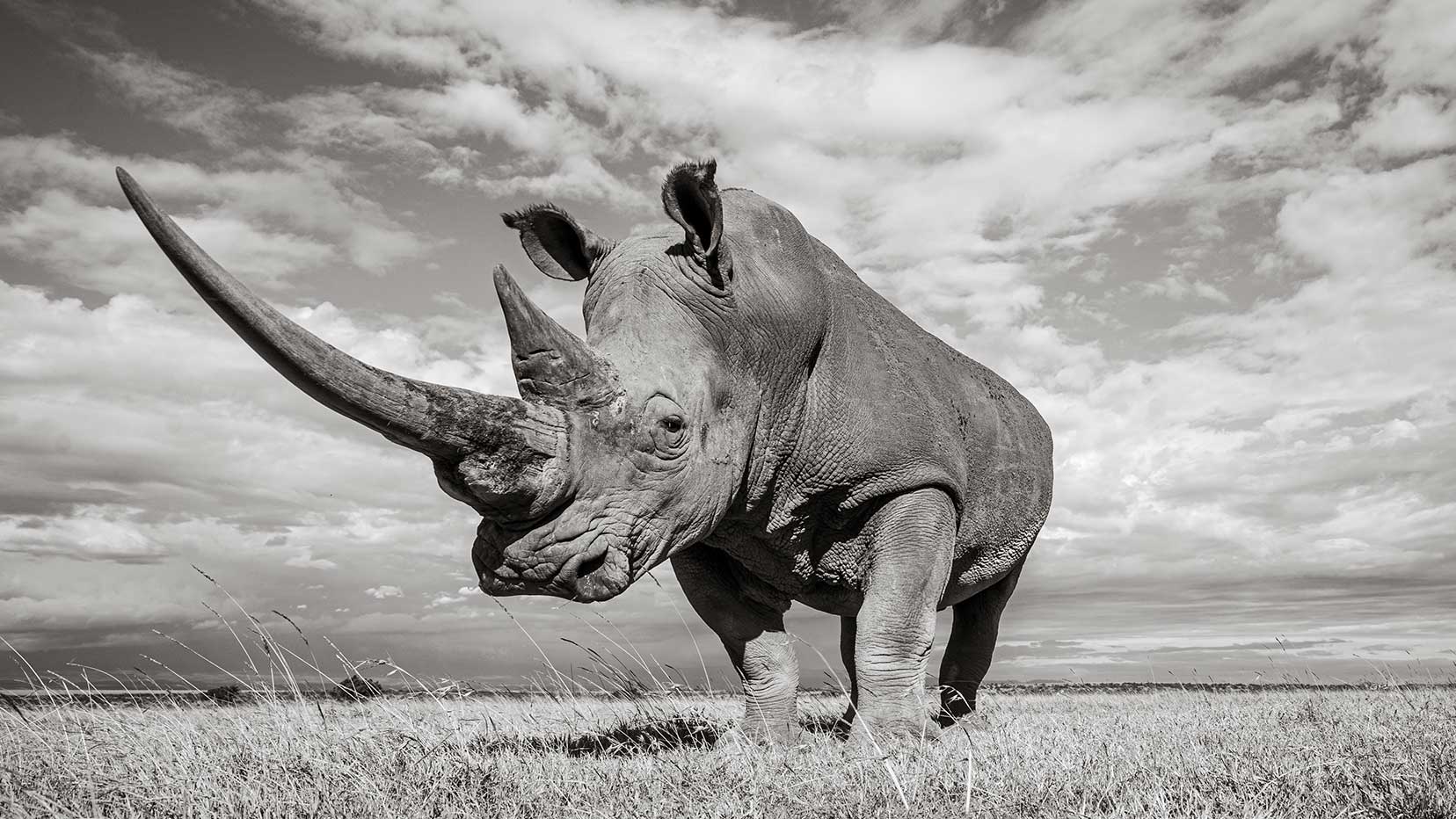 1656x932 Endangered rhinos: View incredible picture from Kenya