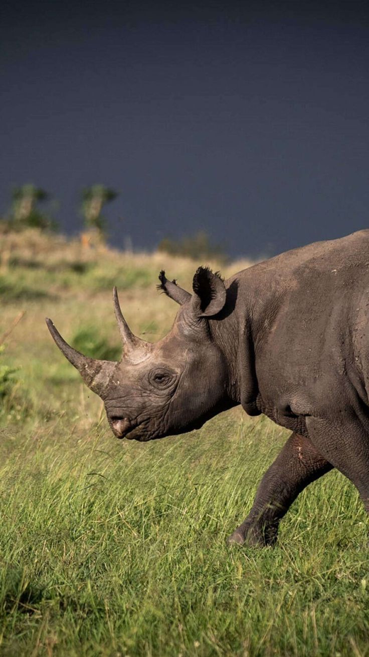 736x1308 Two Horned Rhino Walking On Grass