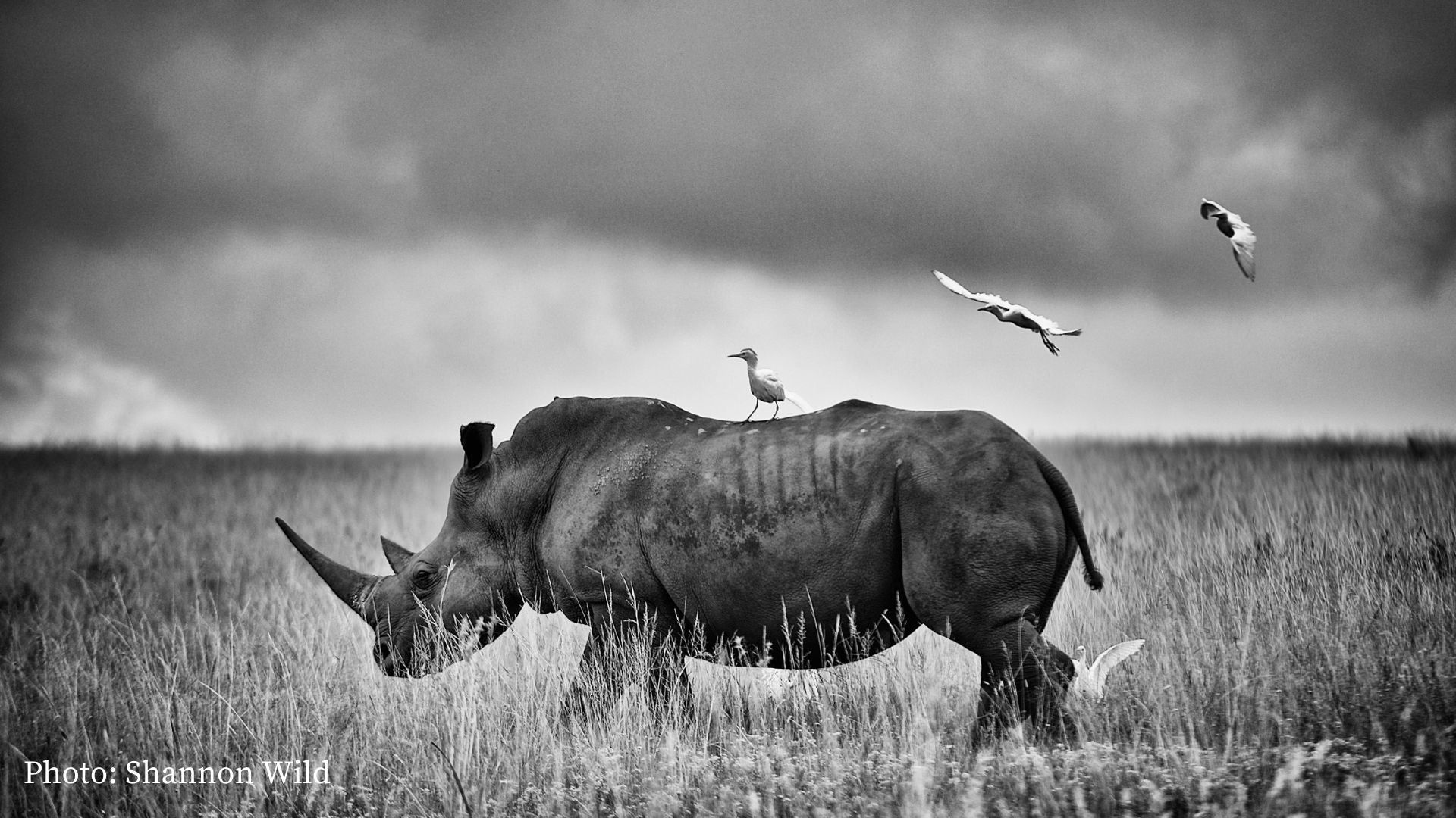 1920x1080 Rhinos of Africa: Threats, Conservation And Those We Support