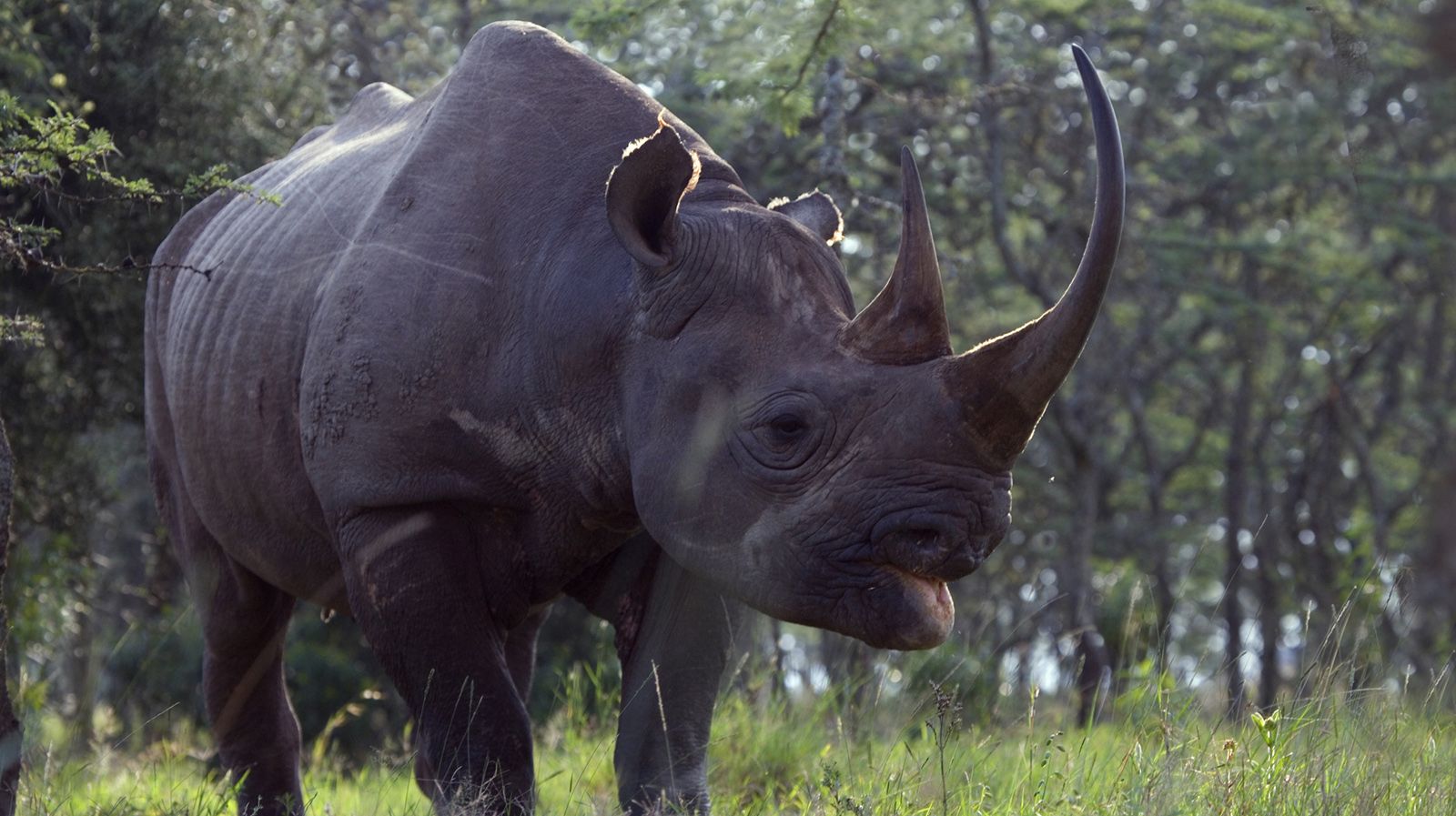 1600x897 The Black Rhino, Aka Hook Lipped Rhinoceros