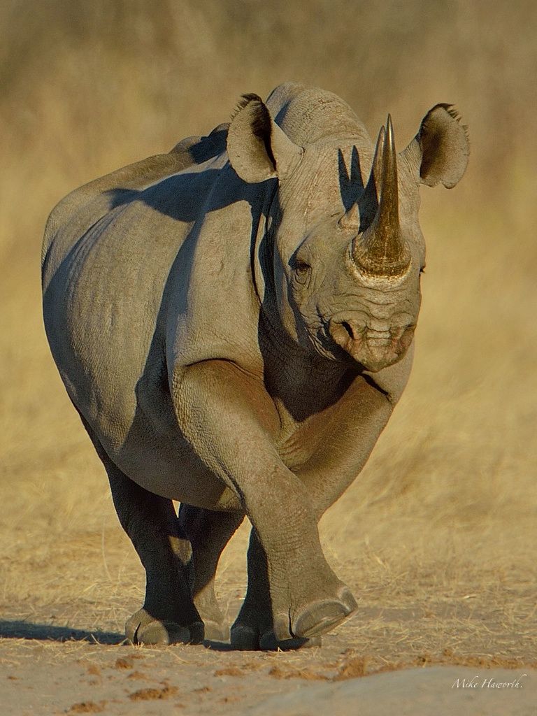 768x1024 Black Rhinos
