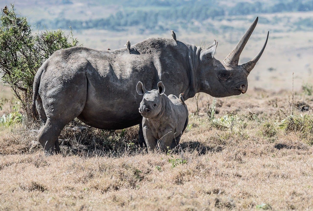 1280x862 Free Black Rhino & Rhino Image