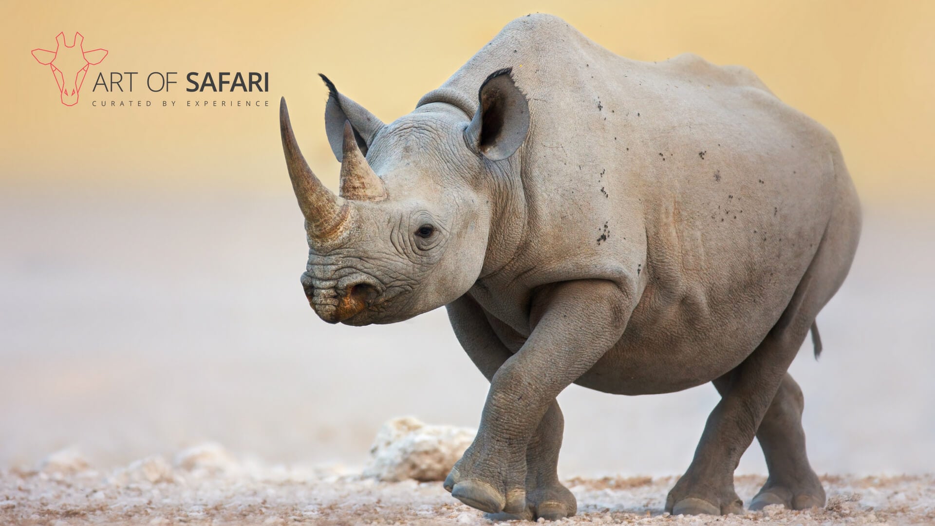 1920x1080 Wallpaper. A Black Rhino Walking In The Dust. Art Of Safari