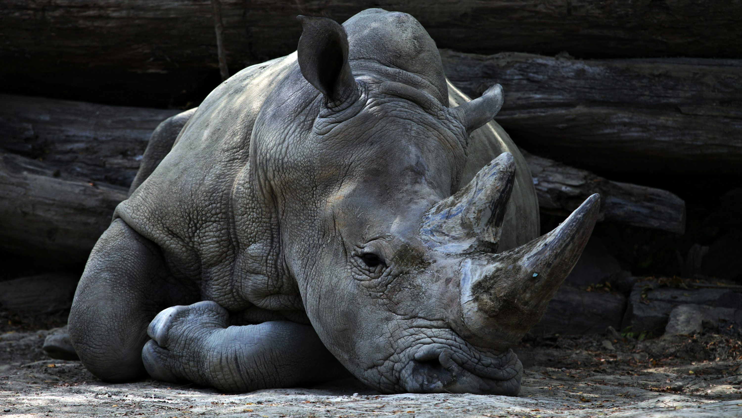 3000x1688 Rhino Picture [HD]. Download Free Image