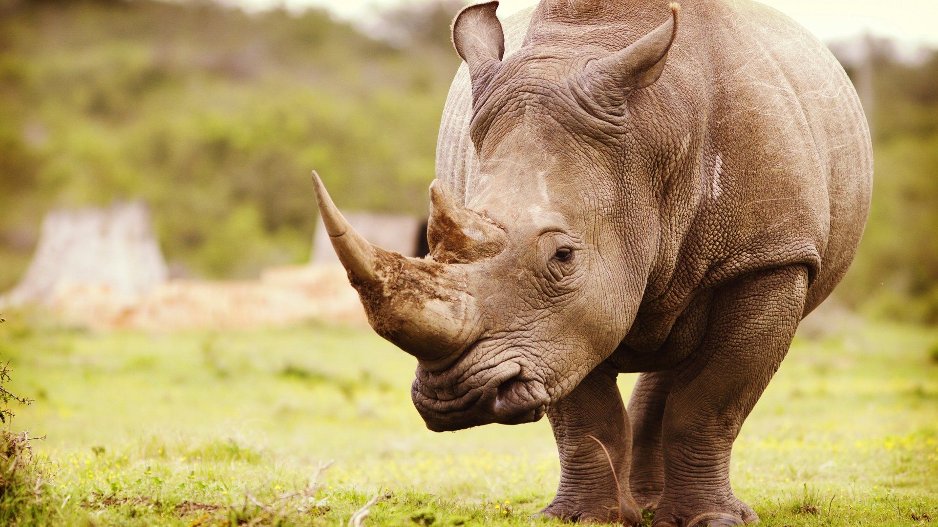 1920x1080 4K Ultra HD Rhino Portrait with Stunning Depth of Fieldx2160