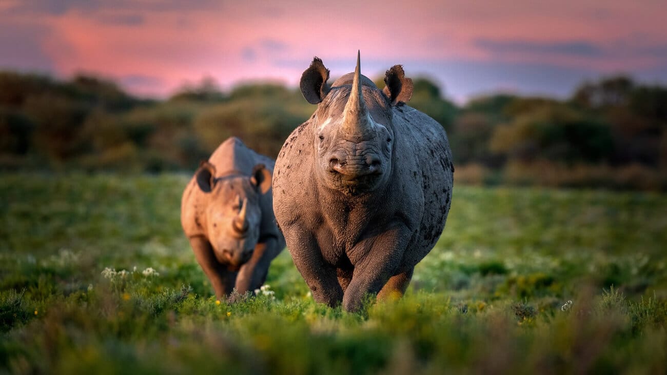 1300x731 Black Rhinoceros Exclusive. Working with Wildlife