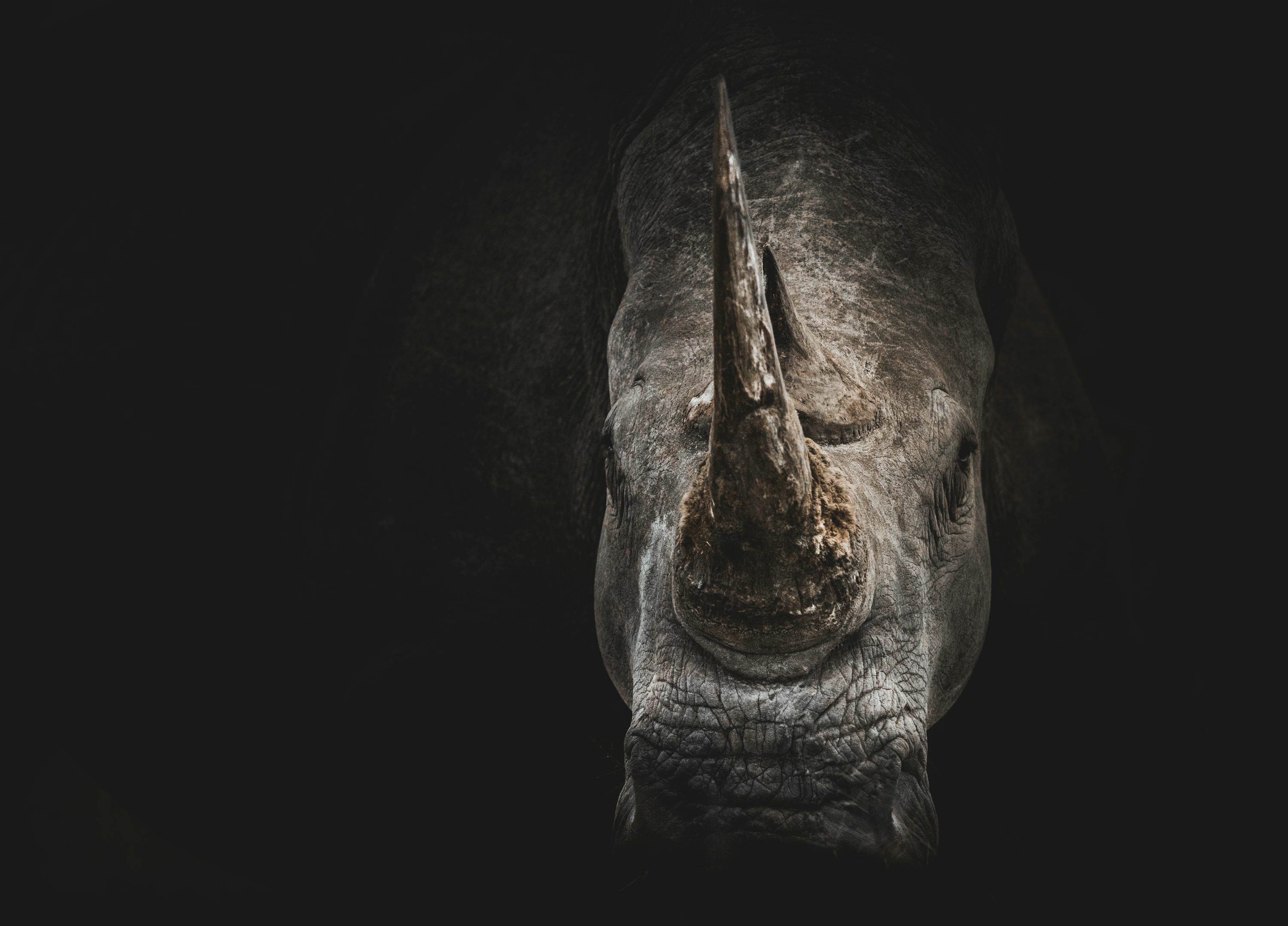 3000x2157 Rhino Picture [HD]. Download Free Image