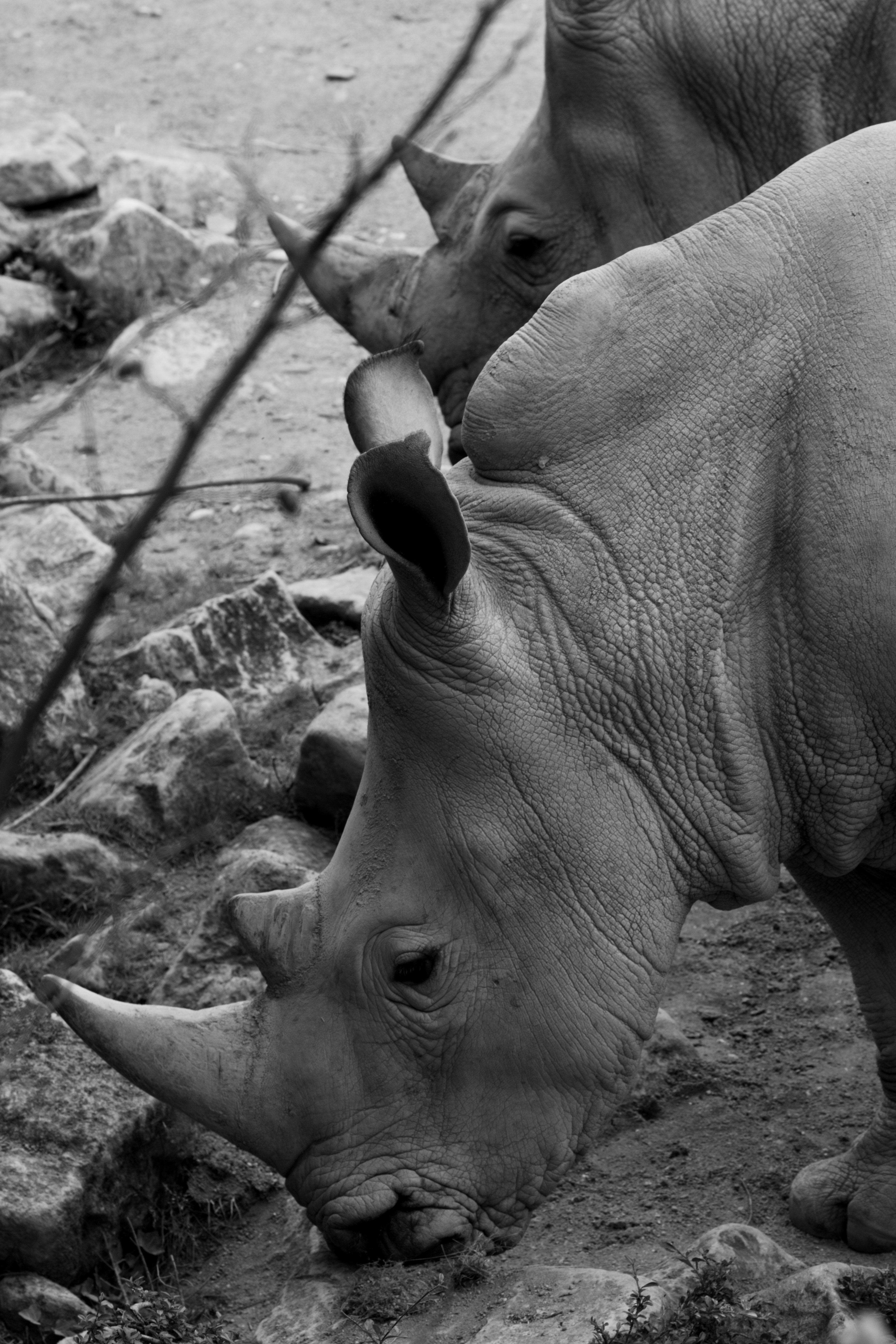 4000x6000 African Rhino Photo, Download The BEST Free African Rhino & HD Image