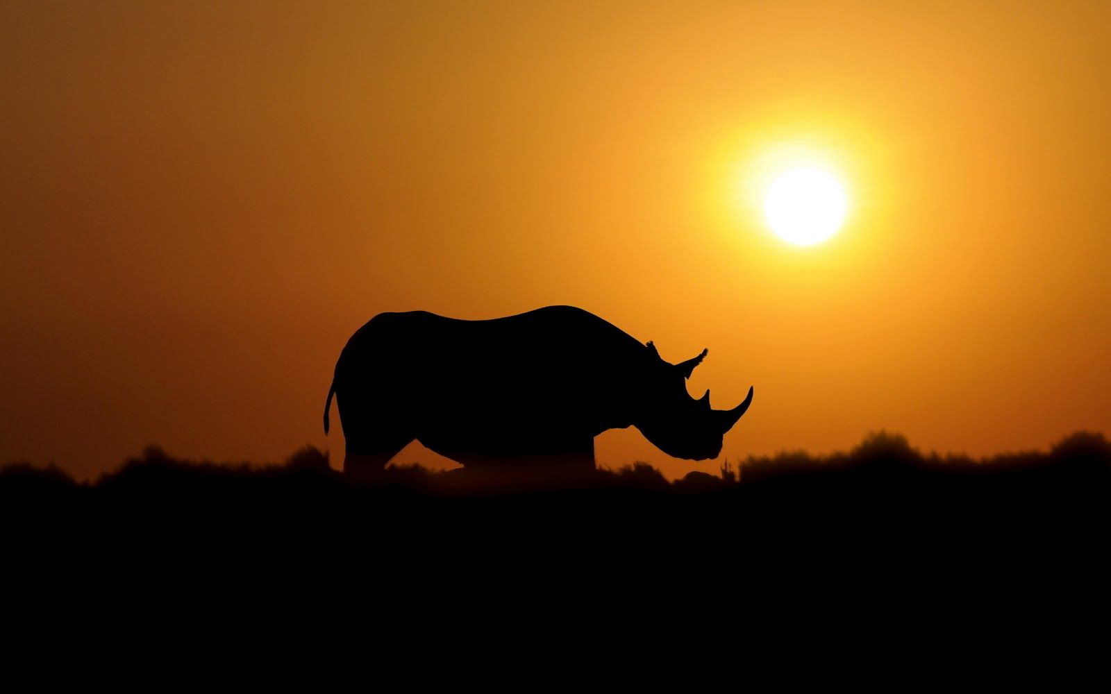 1600x1000 Rhino