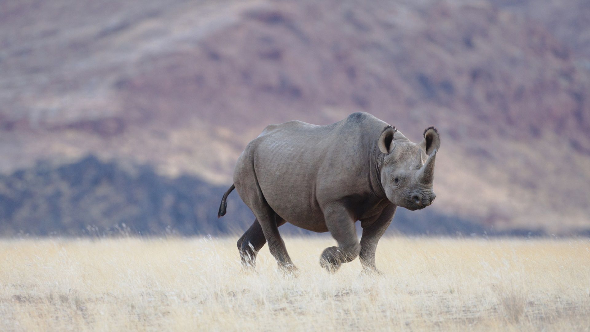 1920x1080 A High Tech Battle To Protect The Black Rhino