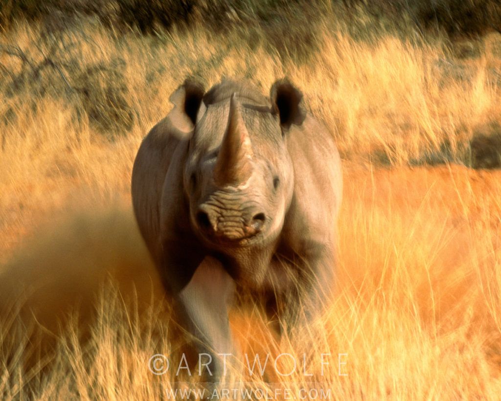 1024x820 Charging Black Rhinoceros