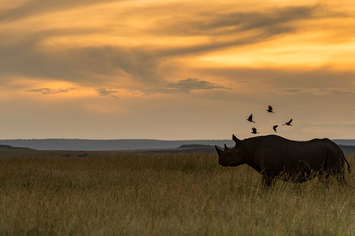 1200x800 The Majestic Black Rhino: Life, Conservation, and Impact in Masai Mara