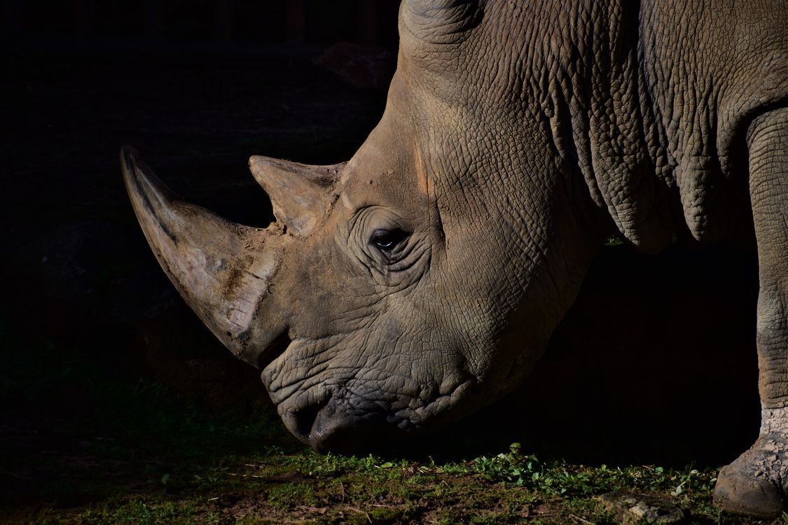 1125x750 Close Up Of A Rhinoceros Standing On A Grass Field At Night · Free