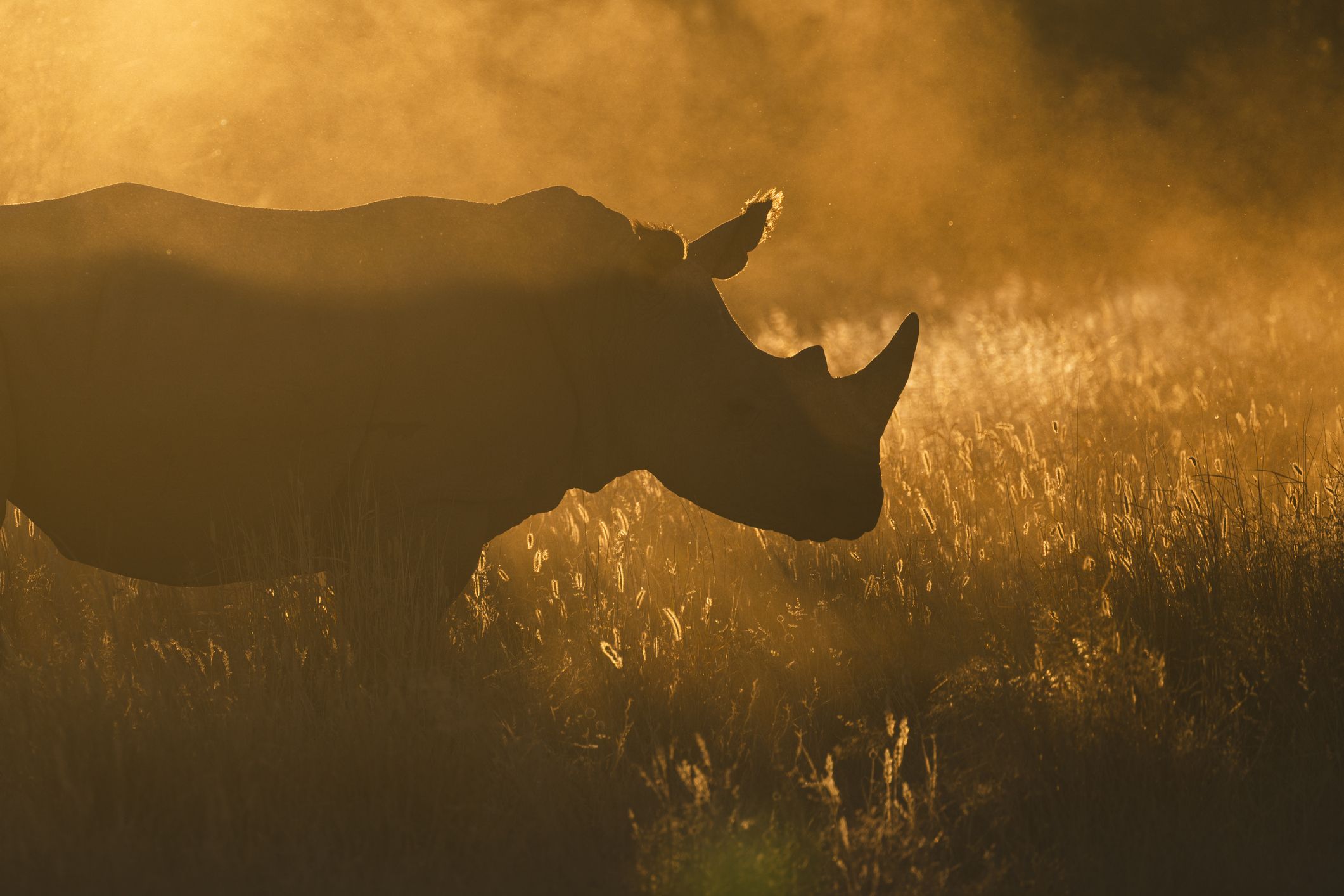 2121x1414 spectacular image of rhinos that showcase the majestic power of these endangered creatures