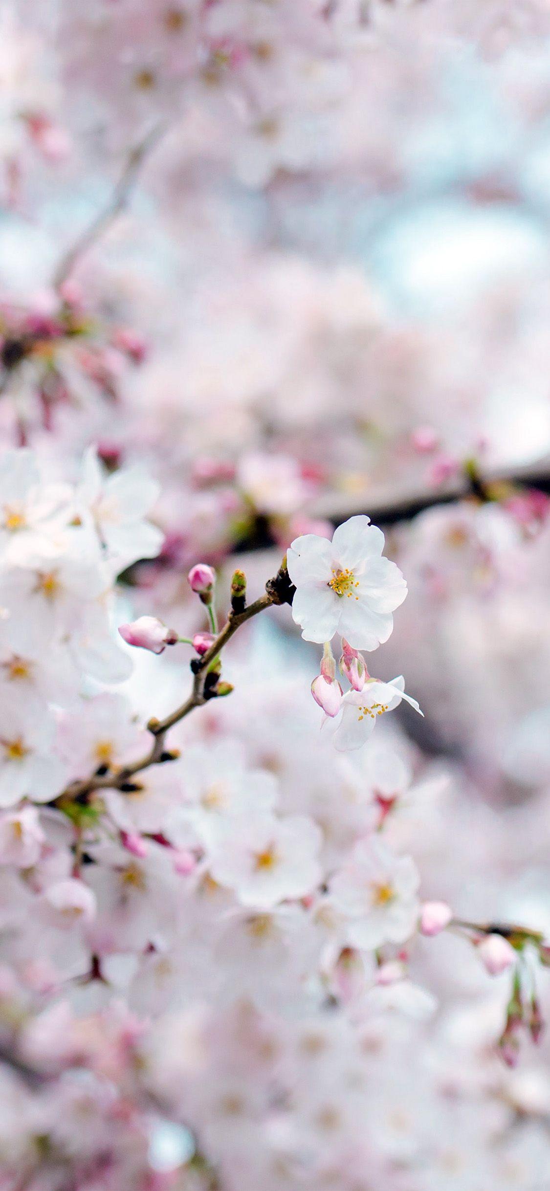 1125x2436 iPhone X wallpaper. cherry blossom