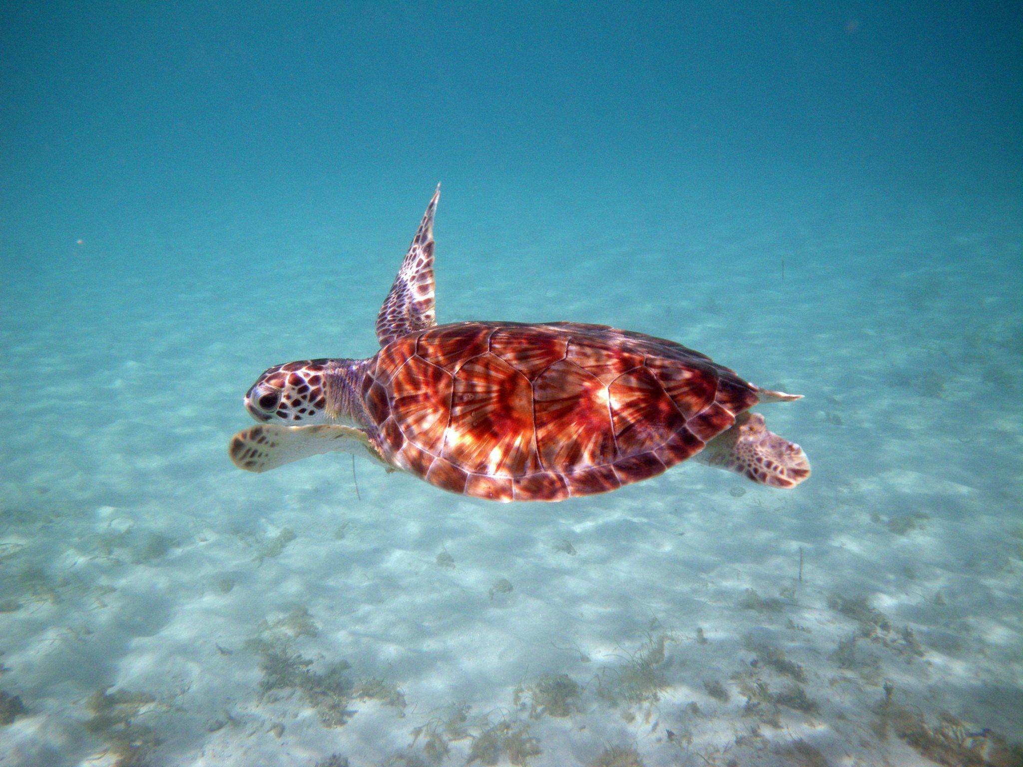 2048x1536 What Animals Can You See on Anna Maria Island? Maria Island