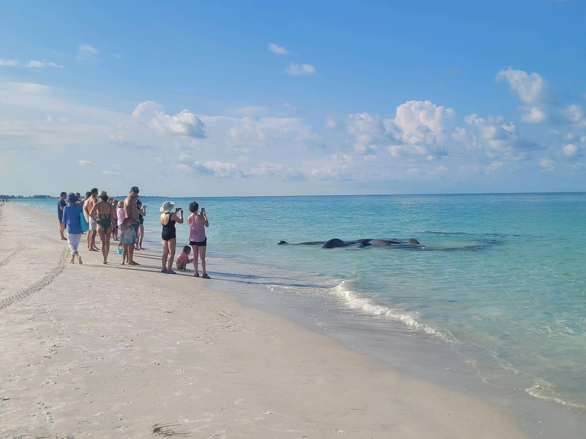 2048x1536 PHOTOS: Several manatees spotted on shoreline of Anna Maria Island