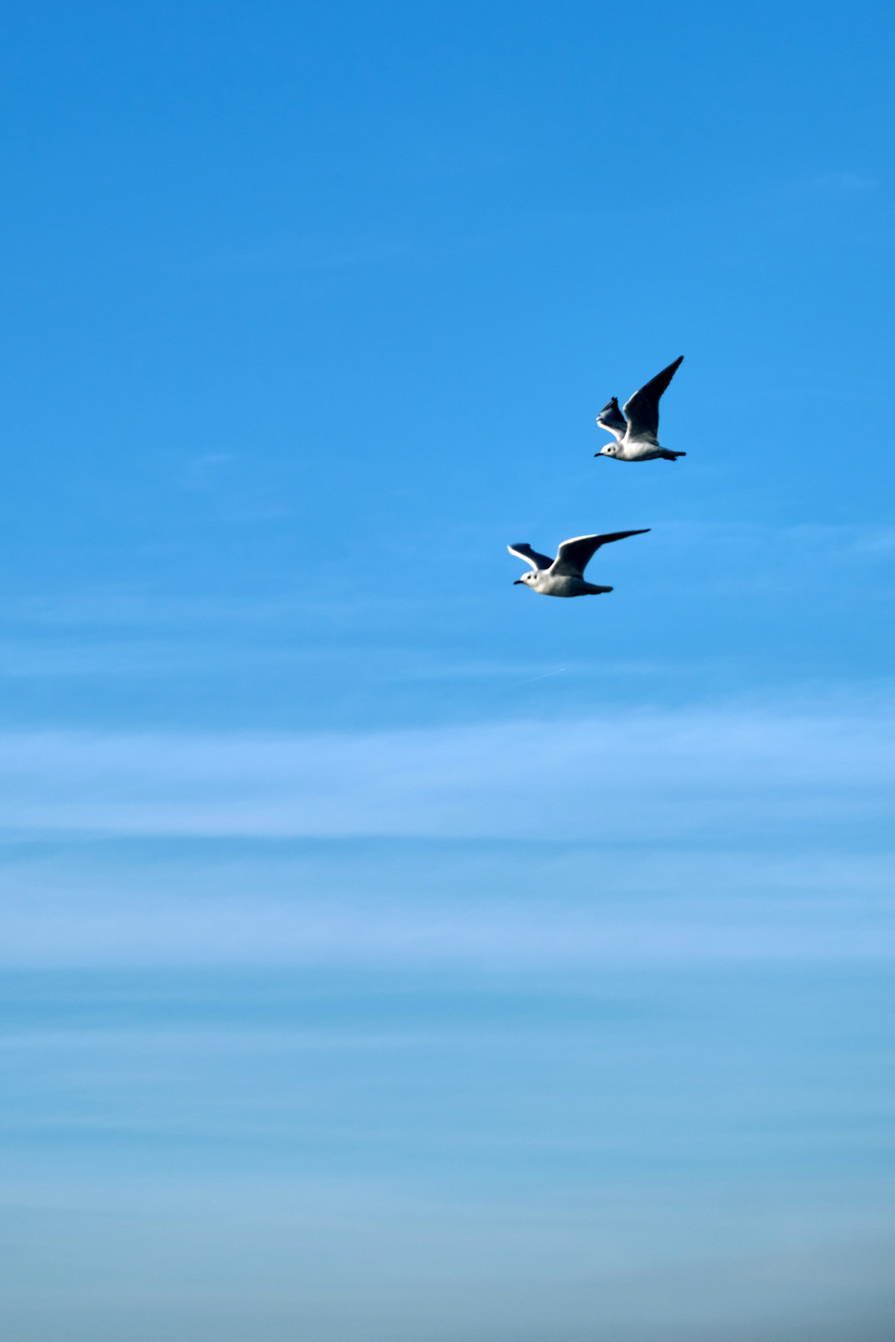 3000x4499 A couple of birds flying through a blue sky photo