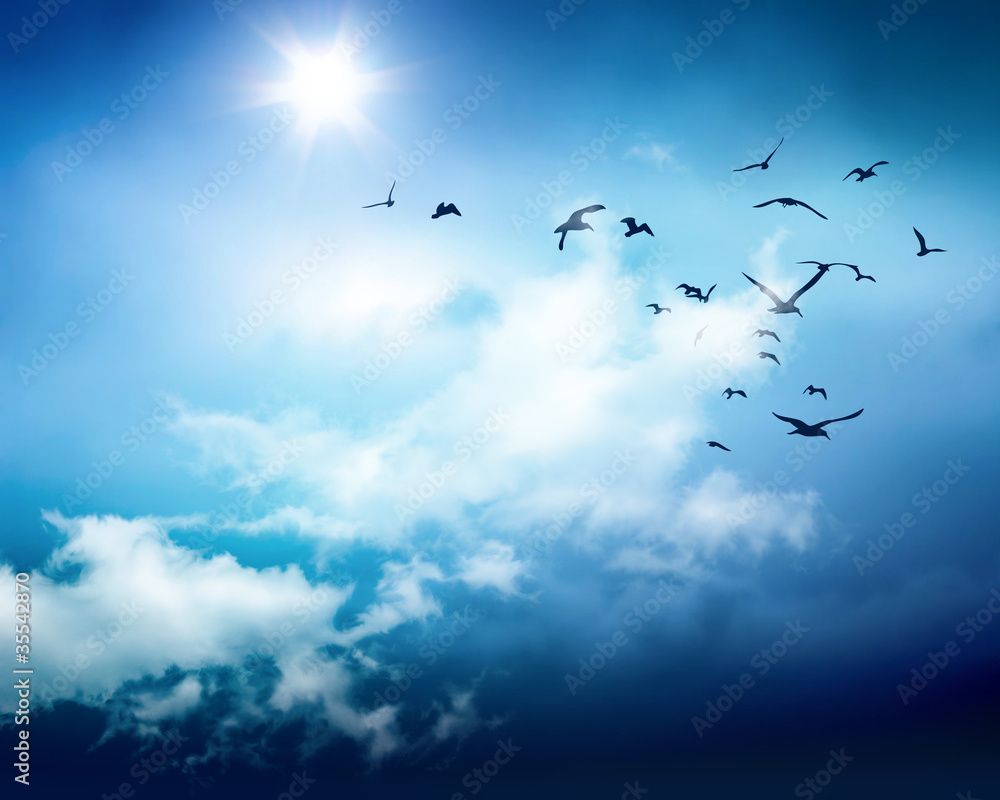 1000x800 birds sky background