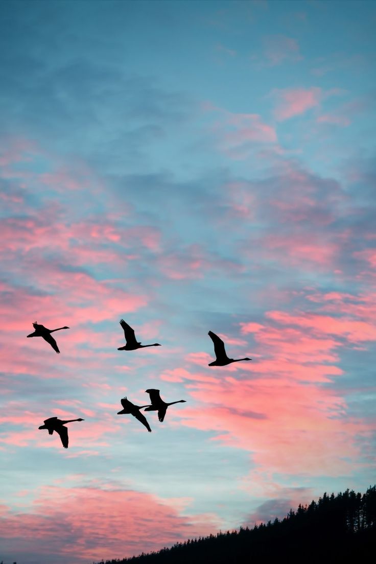 736x1104 Nature, Birds, Sky, Pink Sky, Wallpaper, Phone Wallpaper, iPhone wallpaper