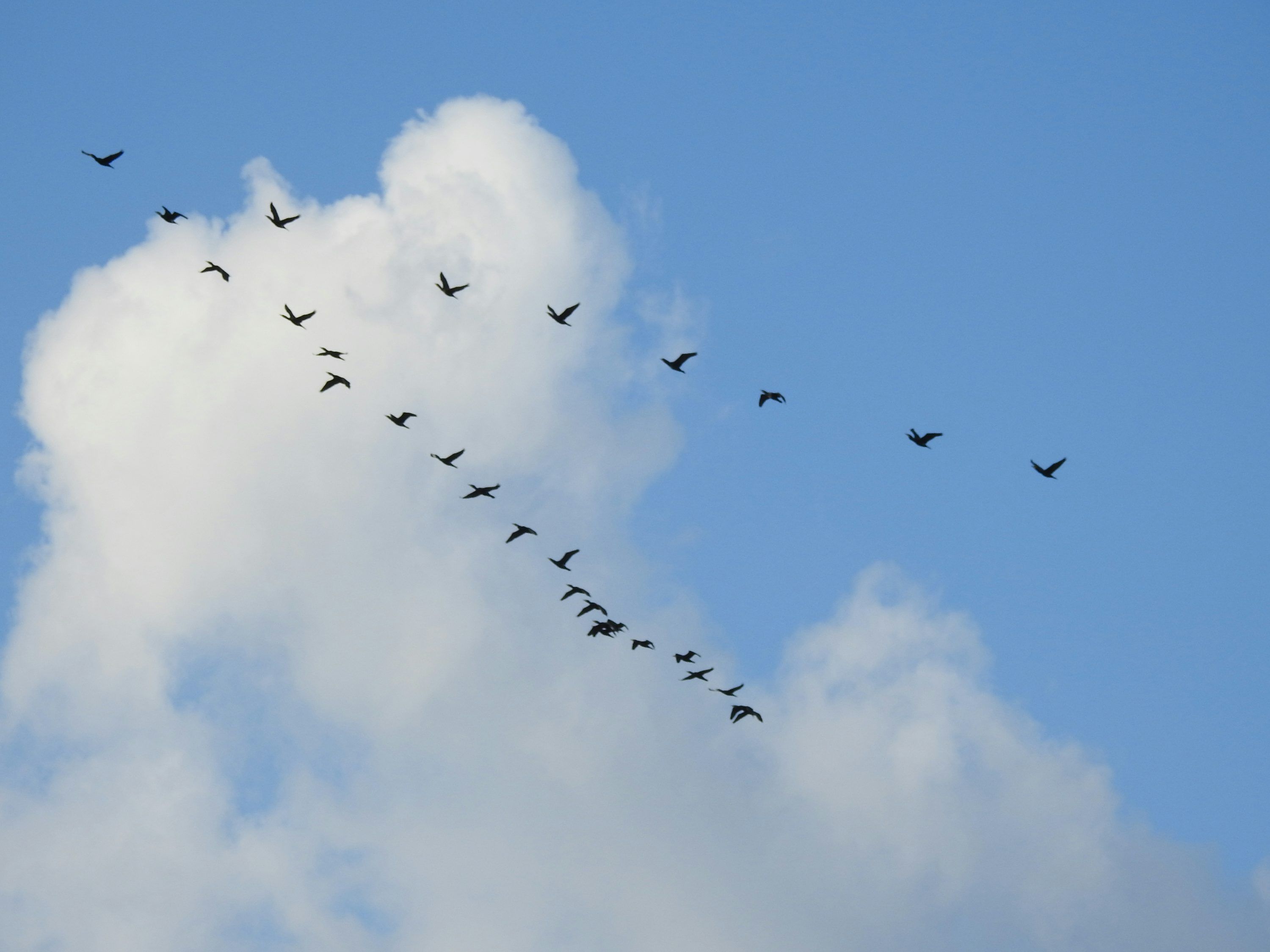 3000x2250 A flock of birds flying through a cloudy blue sky photo