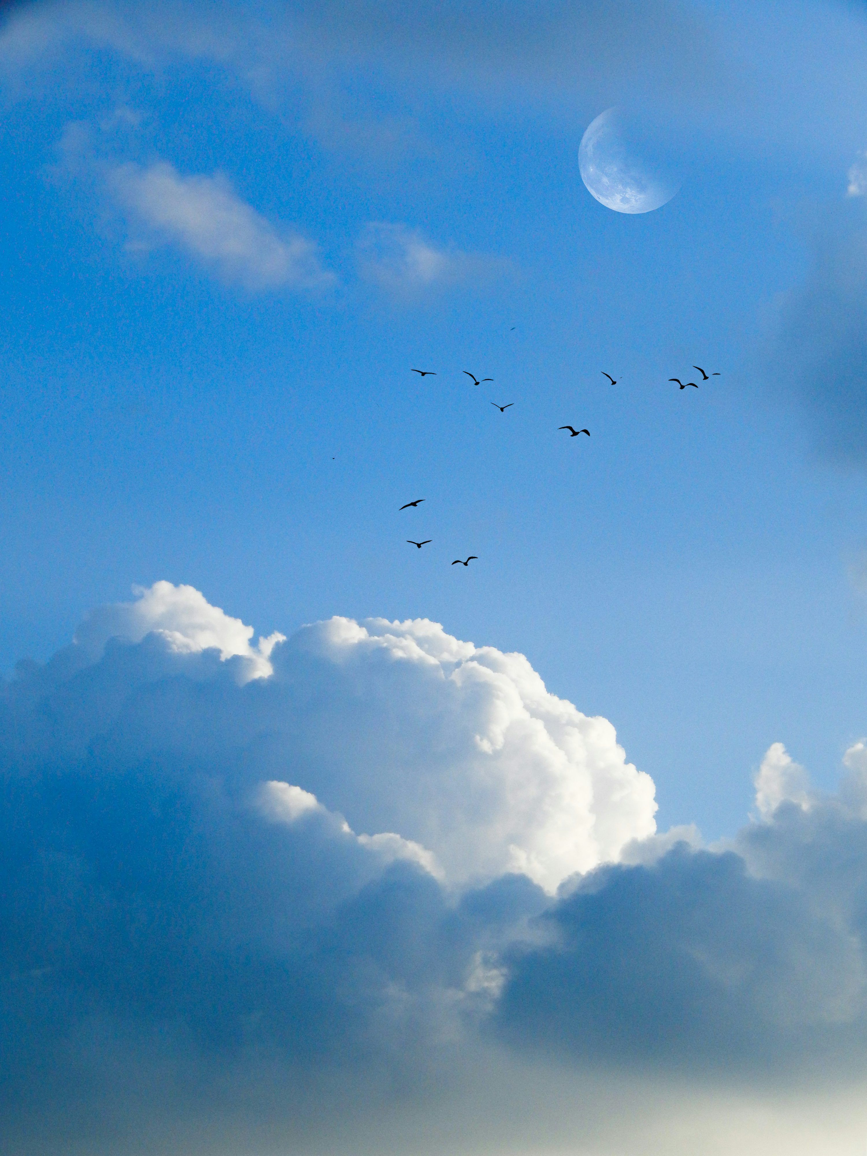 3000x4000 A flock of birds flying through a cloudy blue sky photo