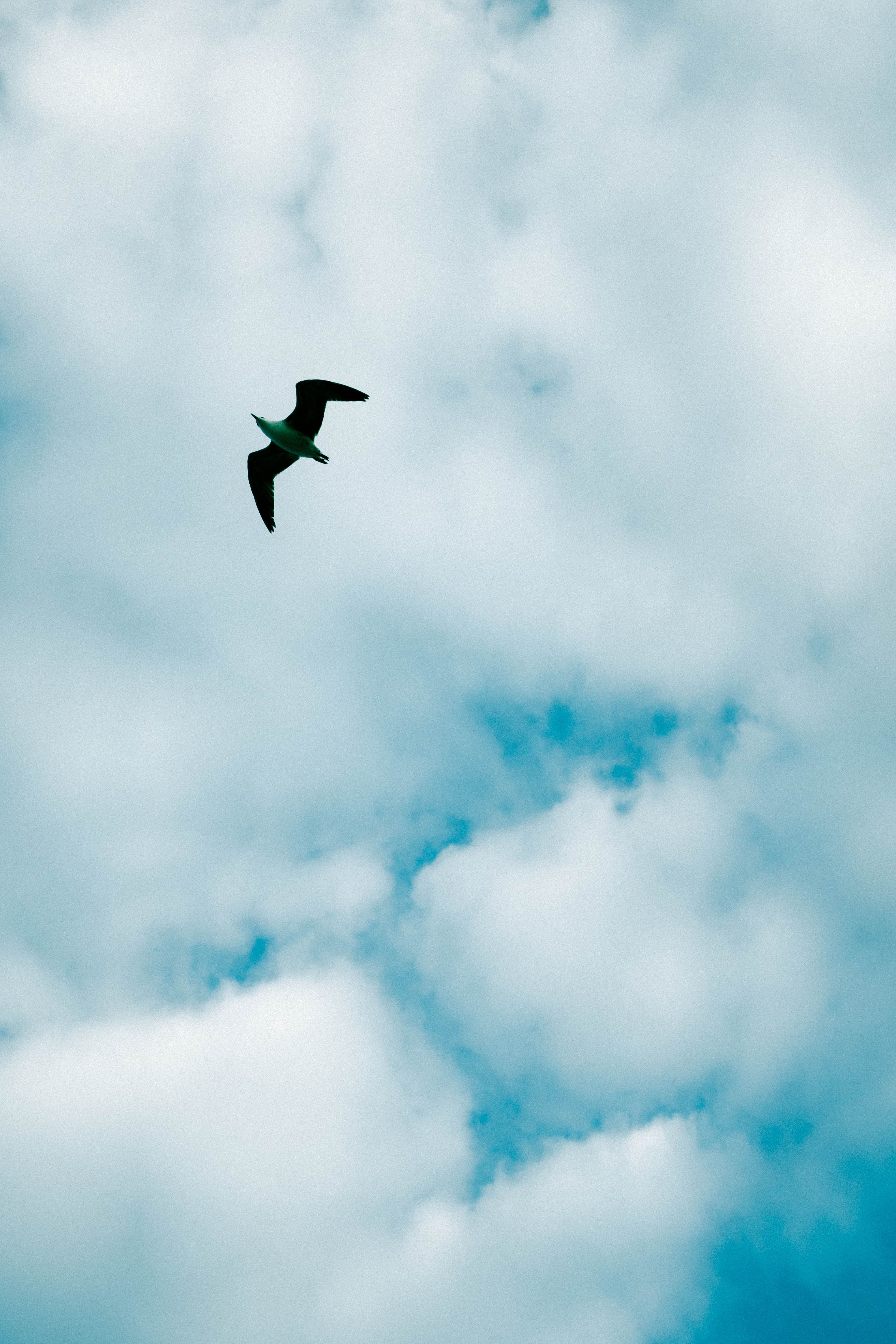 3341x5011 Bird In The Sky Photo, Download The BEST Free Bird In The Sky & HD Image