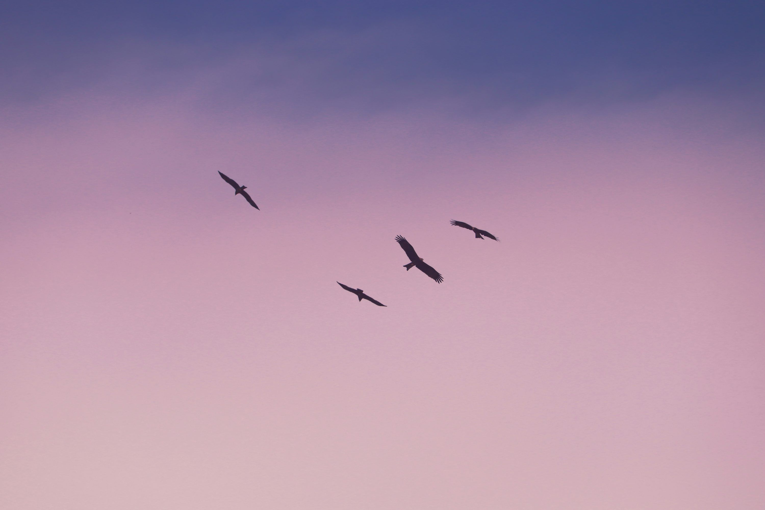 3000x2000 Birds flying under blue sky during daytime photo