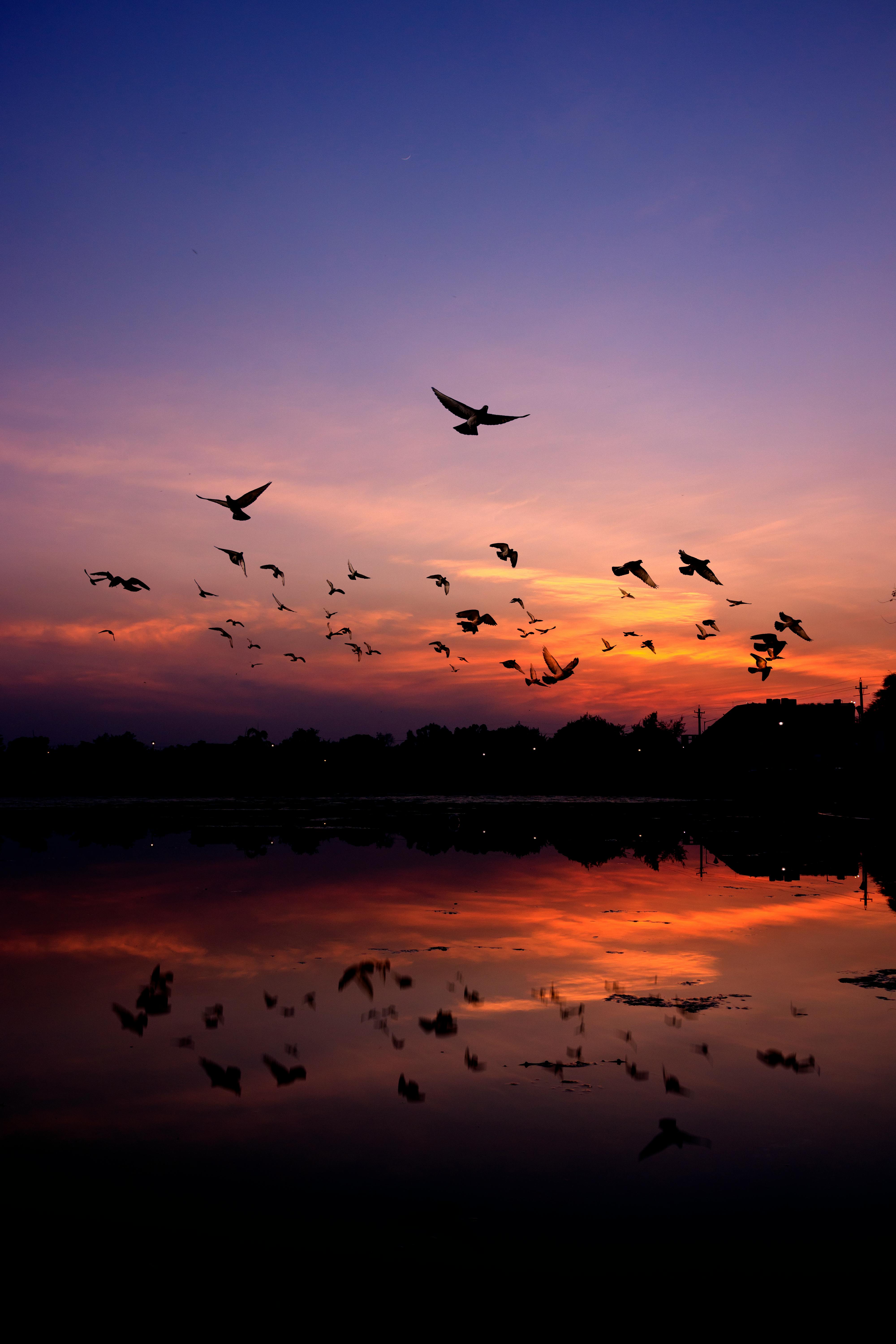 4000x6000 Birds In The Sky Wallpaper