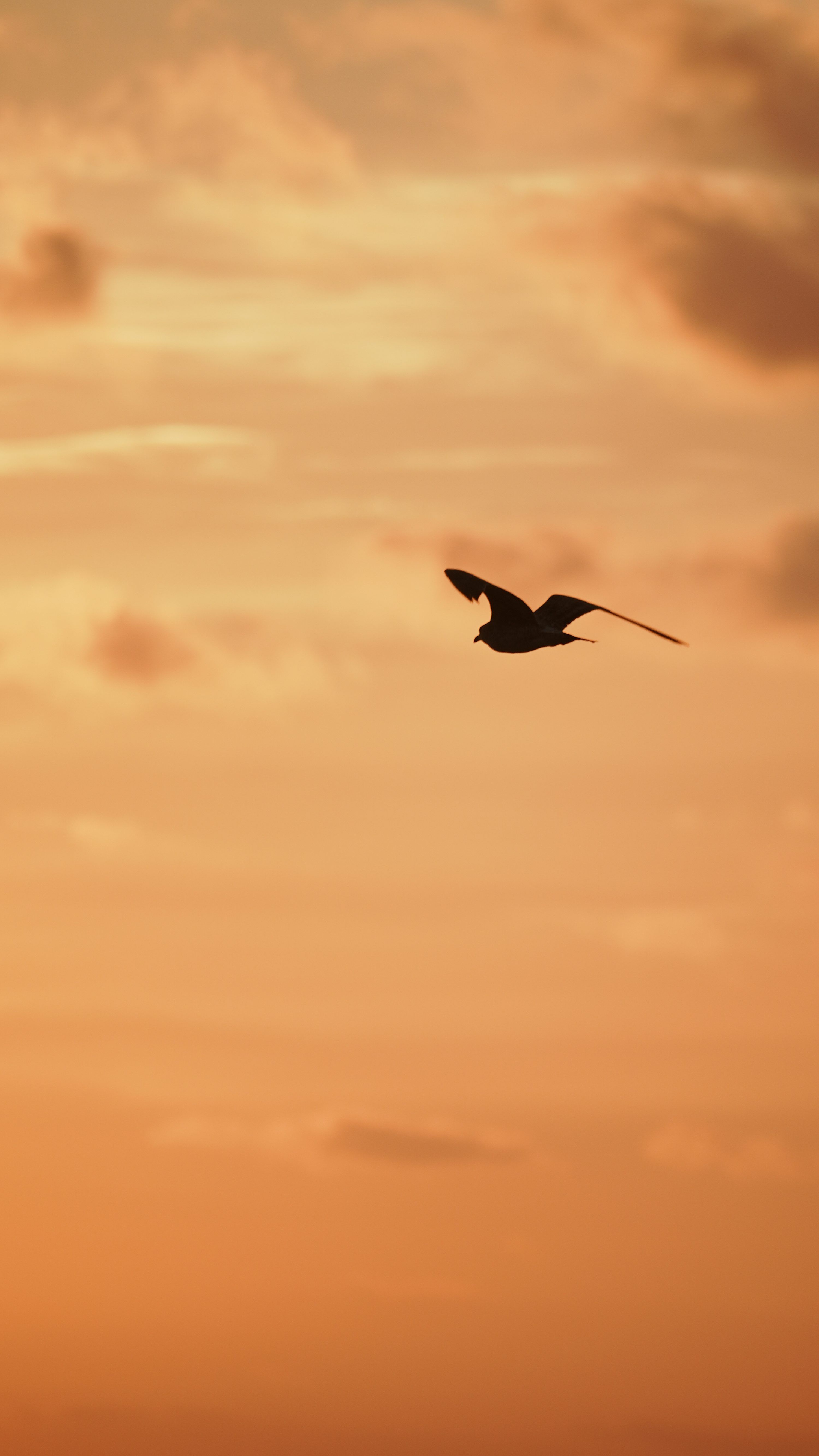 3000x5333 A bird flying in the sky at sunset photo