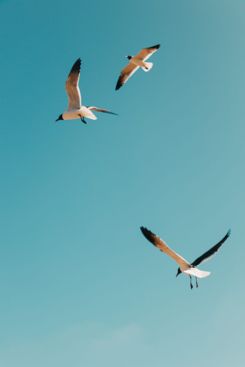 800x1200 White and black birds flying under blue sky during daytime, HD phone wallpaper
