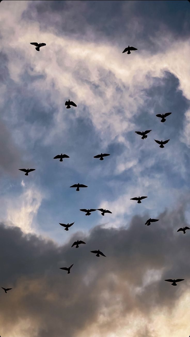 736x1305 Flock of Birds Flying Through a Cloudy Sky. Birds under cloudy sky, Silhouette birds against