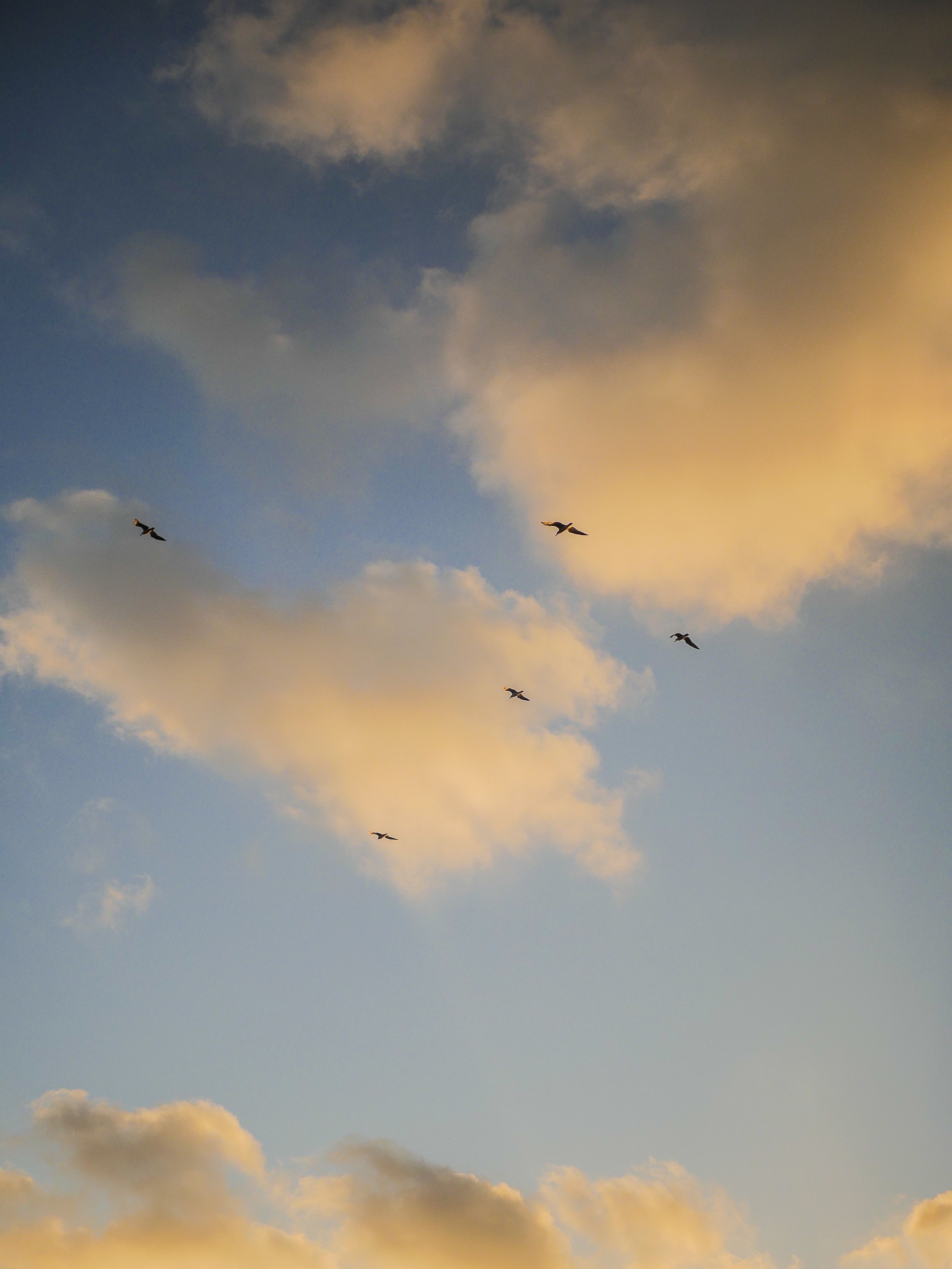 3214x4281 Birds Flying Under a Sky · Free