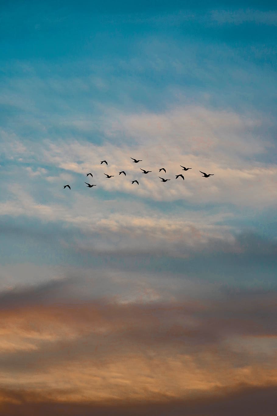 910x1365 2160x1440px Free download. photo, flock, flying, birds, evening, evening sky, flock of birds, sky